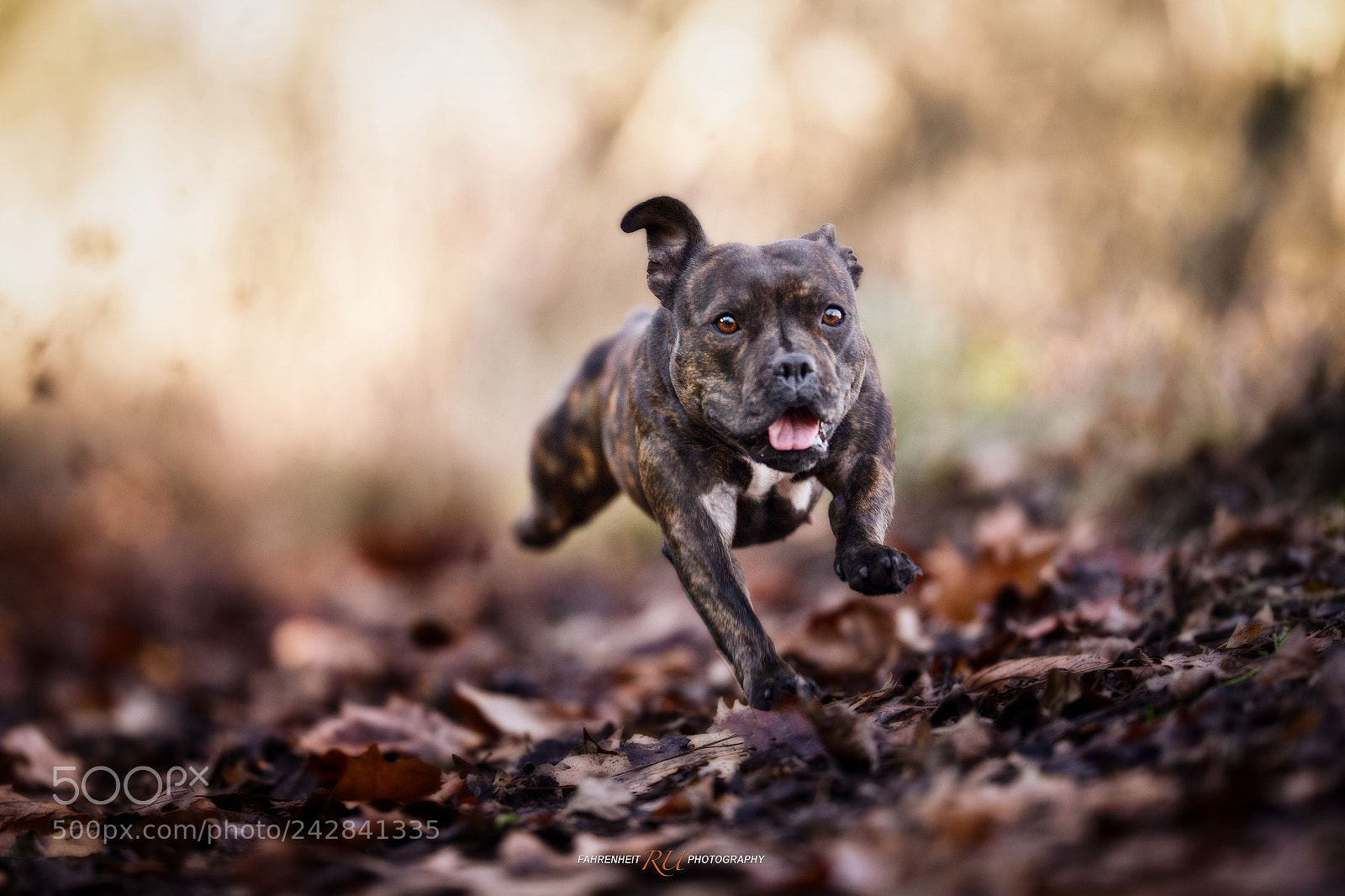 Canon EOS-1D X sample photo. Energetic girl photography