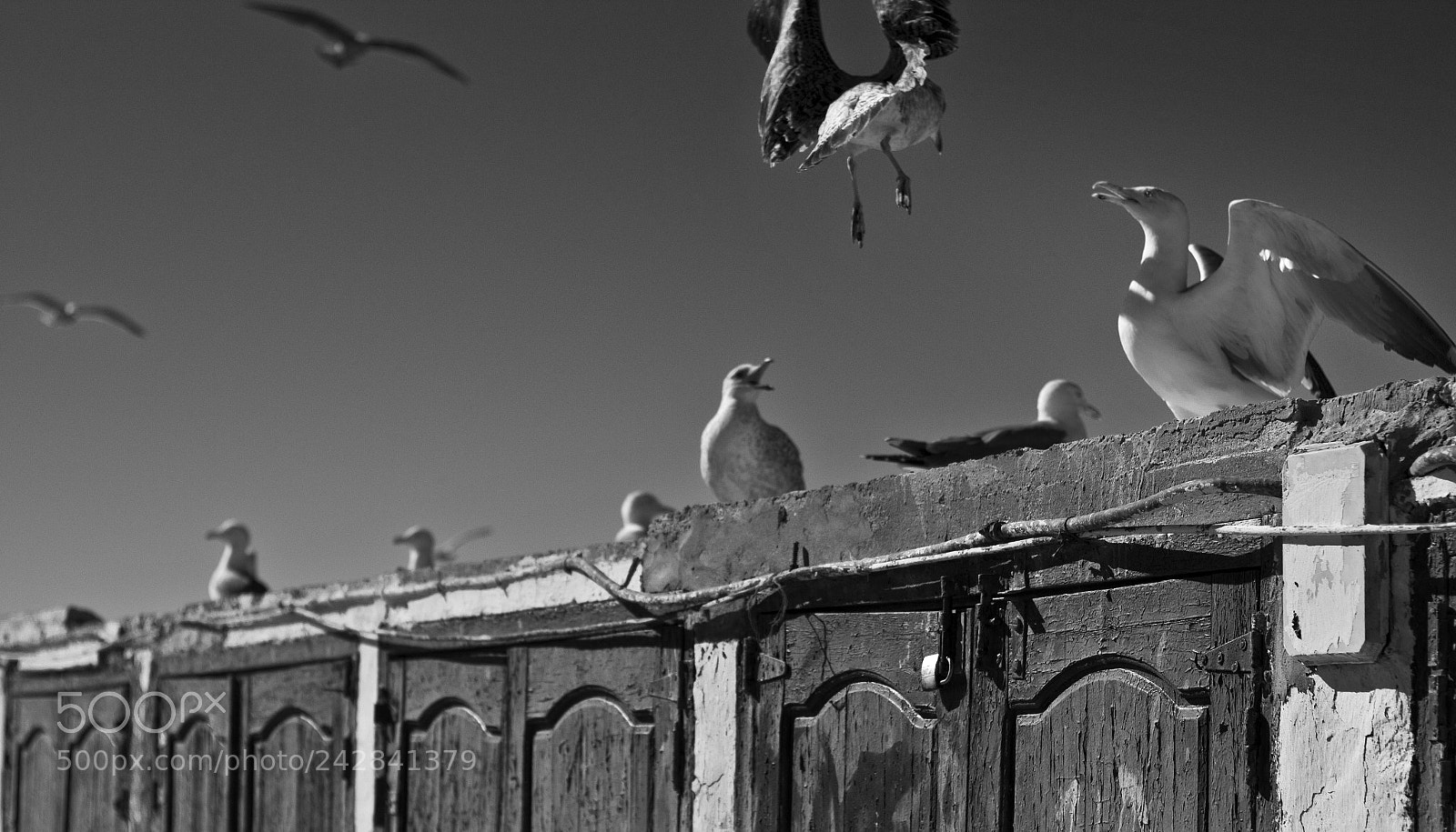 Canon EOS 550D (EOS Rebel T2i / EOS Kiss X4) sample photo. The birds of the photography