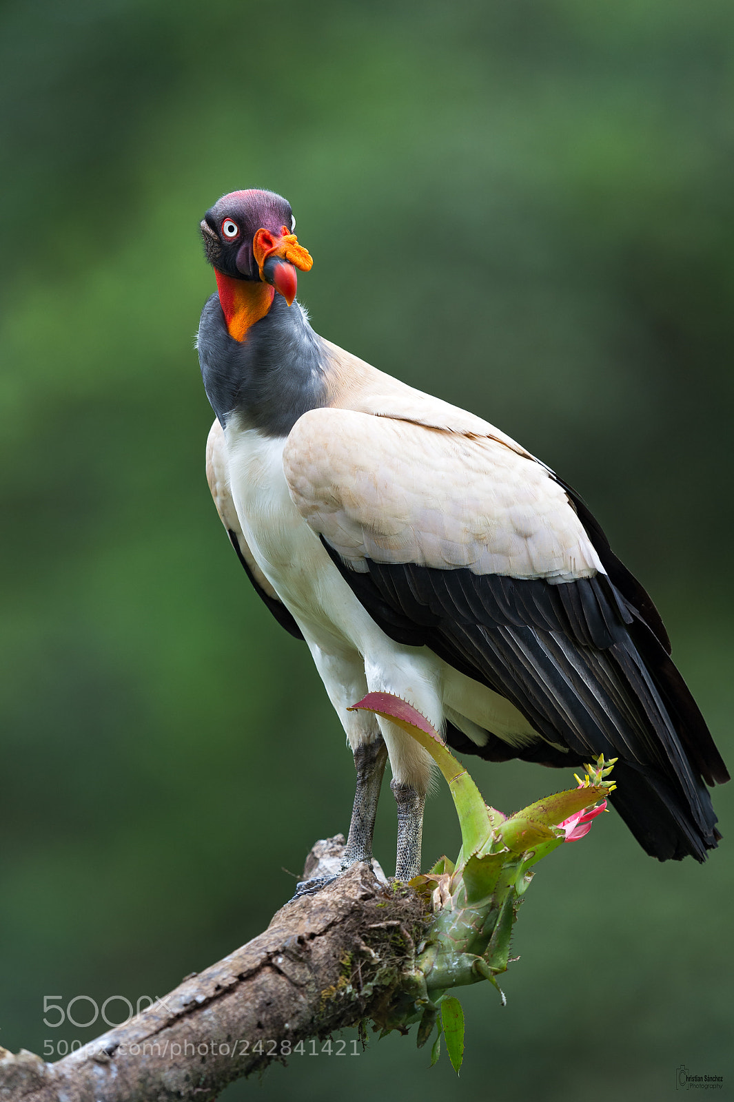Nikon D4 sample photo. King vulture photography