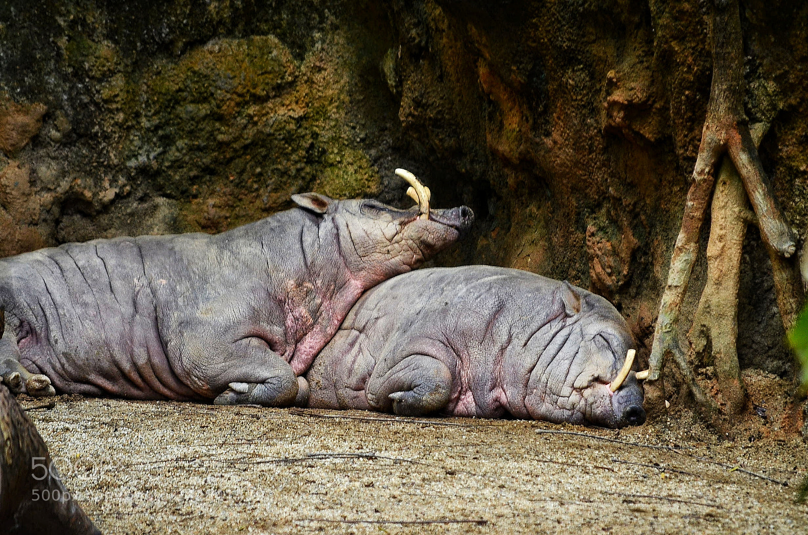 Nikon D5100 sample photo. Afternoon nap photography