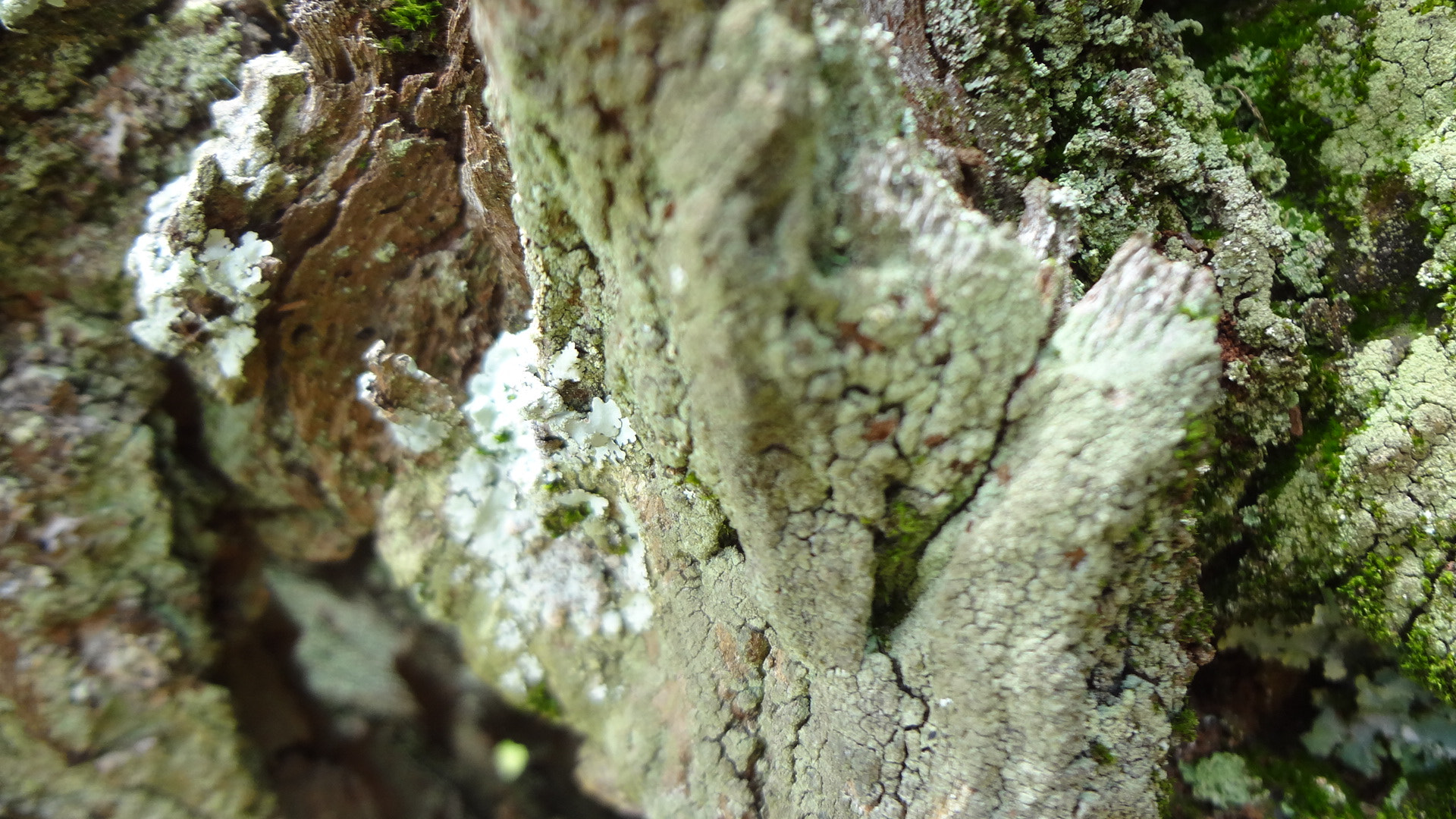 Sony DSC-WX7 sample photo. Abstrato pela própria natureza photography