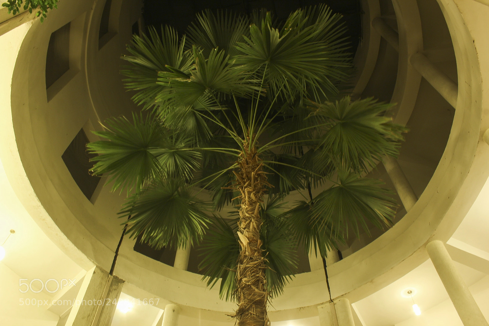 Canon EOS 550D (EOS Rebel T2i / EOS Kiss X4) sample photo. Central palms hotel photography