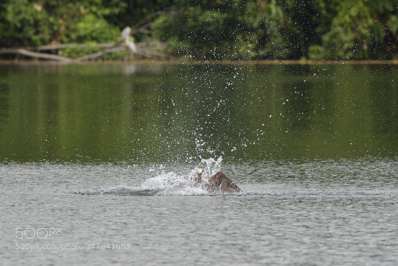 Nikon AF-S Nikkor 200-500mm F5.6E ED VR sample photo. Western osprey photography