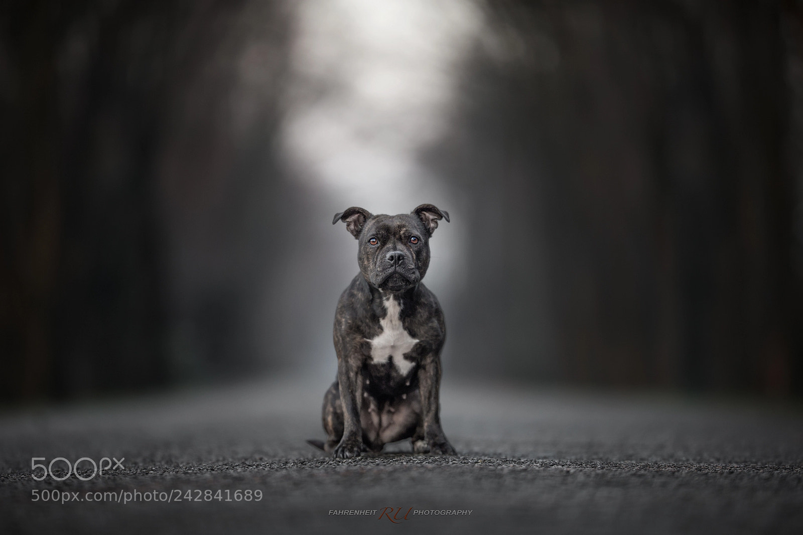 Canon EOS-1D X sample photo. Winter light photography