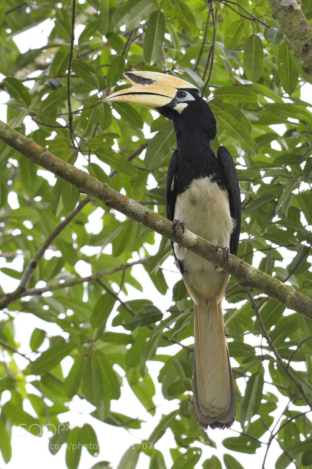 Nikon AF-S Nikkor 200-500mm F5.6E ED VR sample photo. Oriental pied hornbill photography