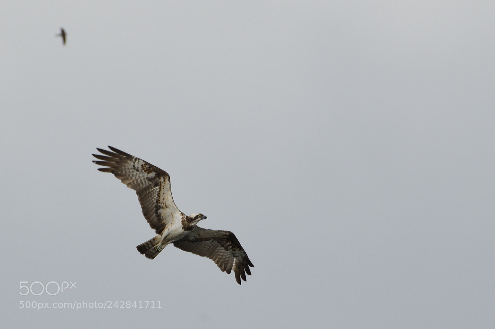 Nikon AF-S Nikkor 200-500mm F5.6E ED VR sample photo. Western osprey in fight photography