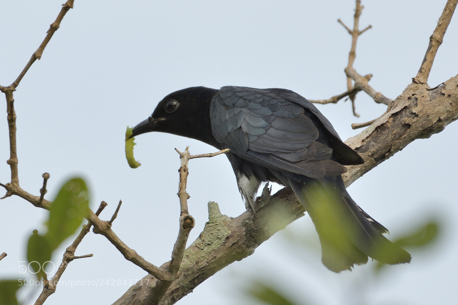 Nikon AF-S Nikkor 200-500mm F5.6E ED VR sample photo. Drongo cuckoo photography