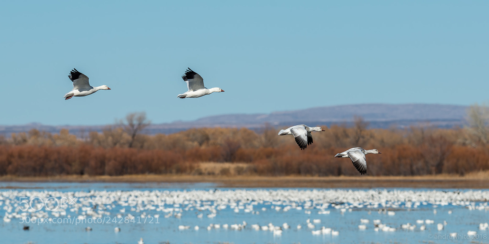 Nikon D800 sample photo. Flight of four on photography