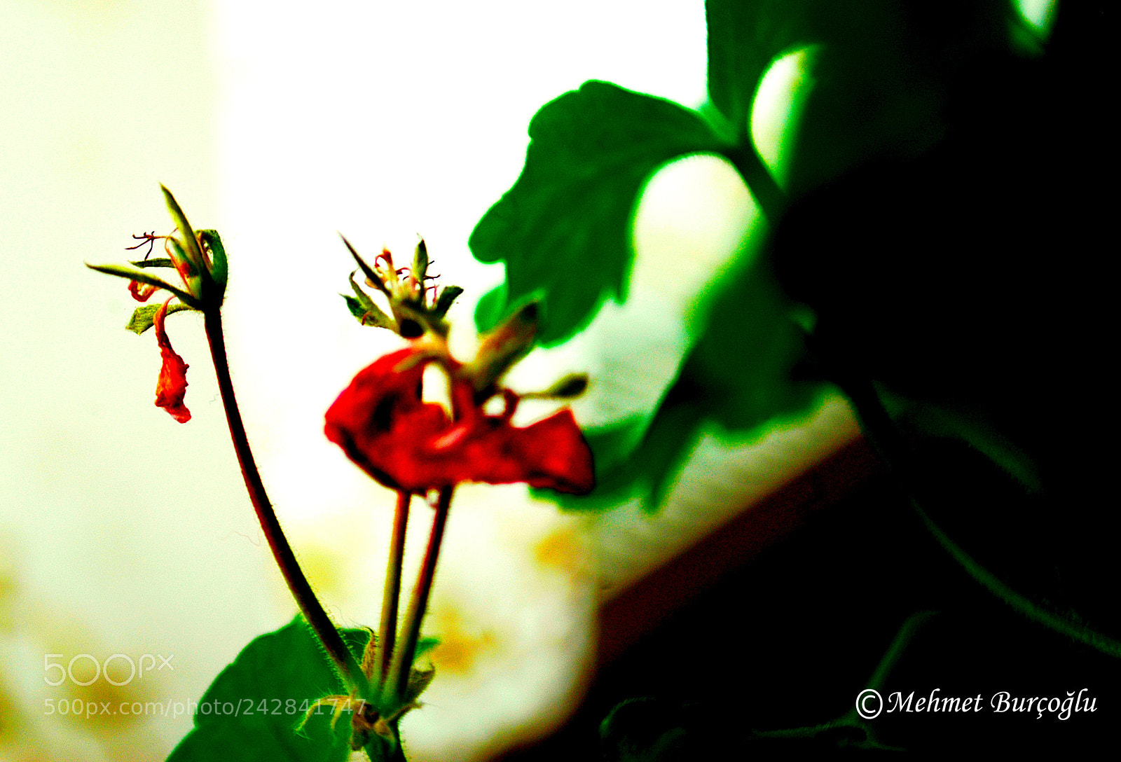 Nikon D100 sample photo. Faded flower photography