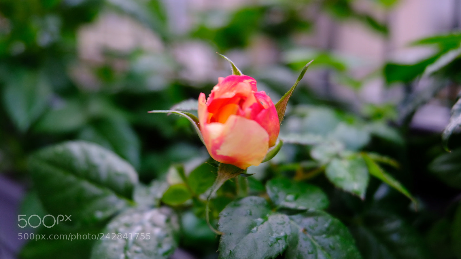 Fujifilm X-T20 sample photo. Untitled photography
