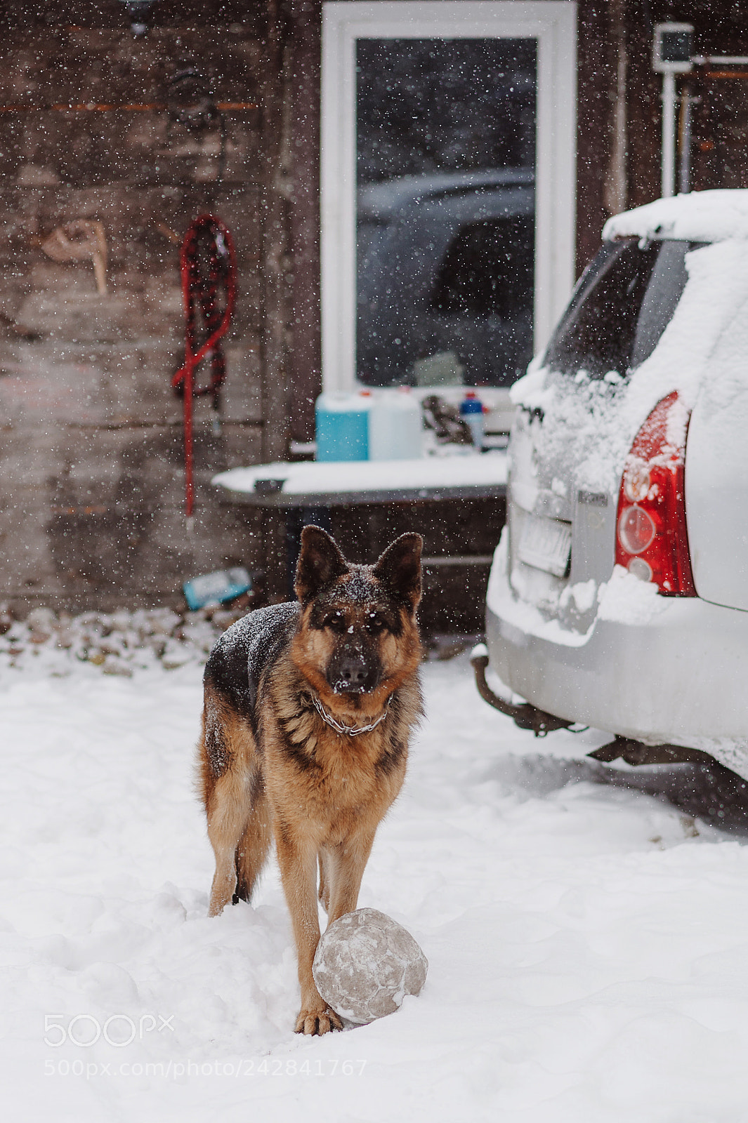 Nikon D700 sample photo. German shepherd on the photography