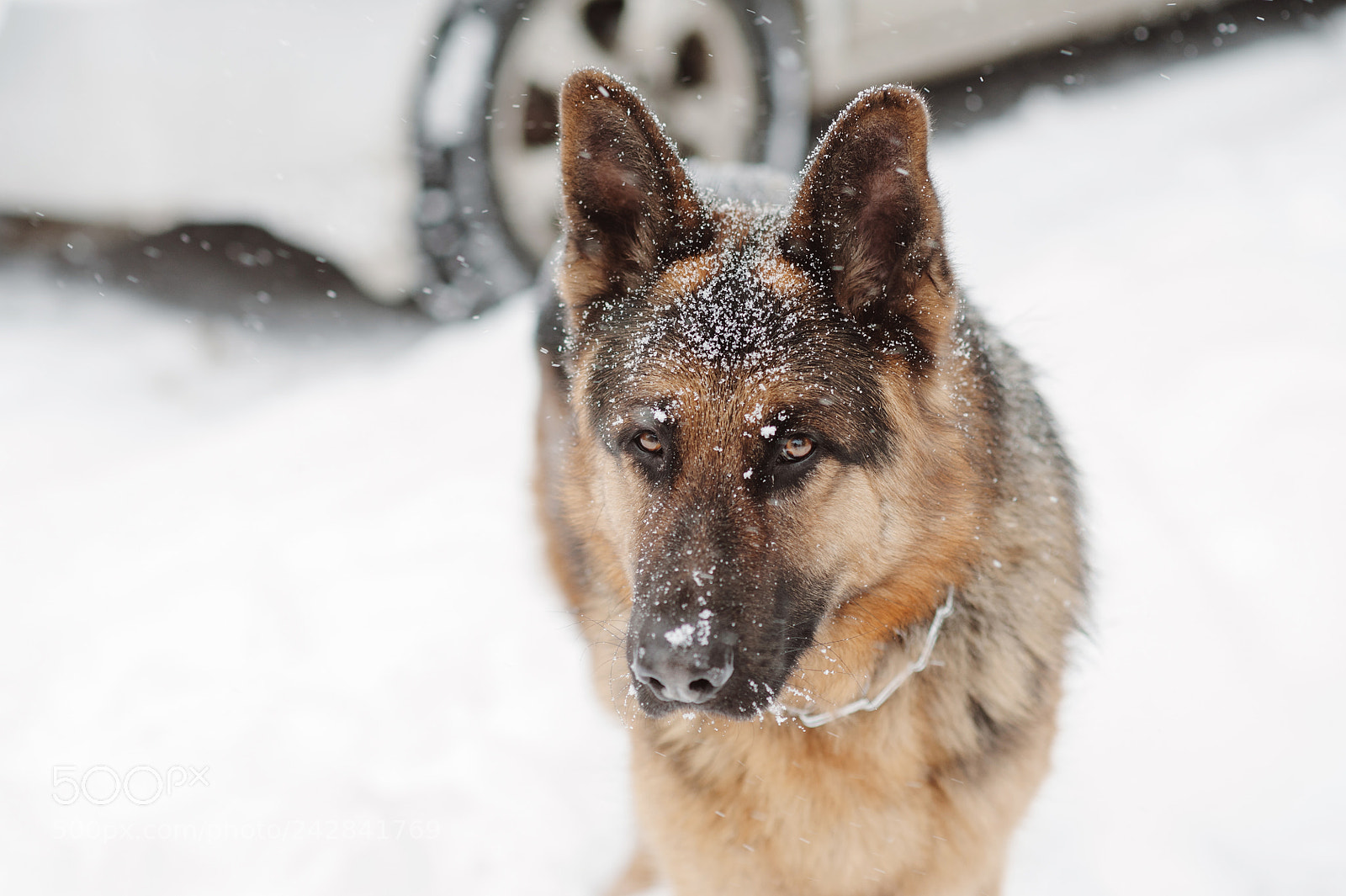 Nikon D700 sample photo. German shepherd on the photography