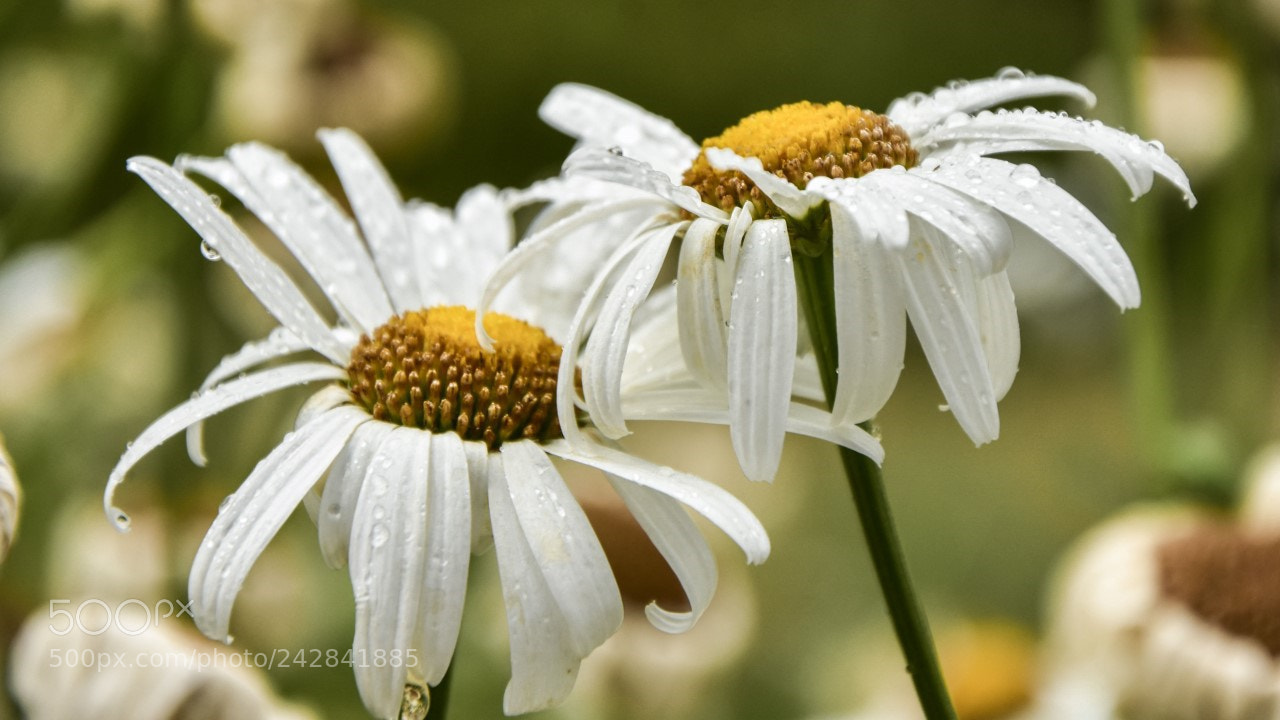 Nikon D7200 sample photo. Flores photography
