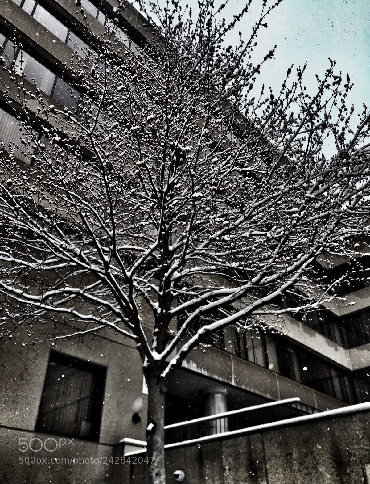 Apple iPhone 6 sample photo. Let it snow photography
