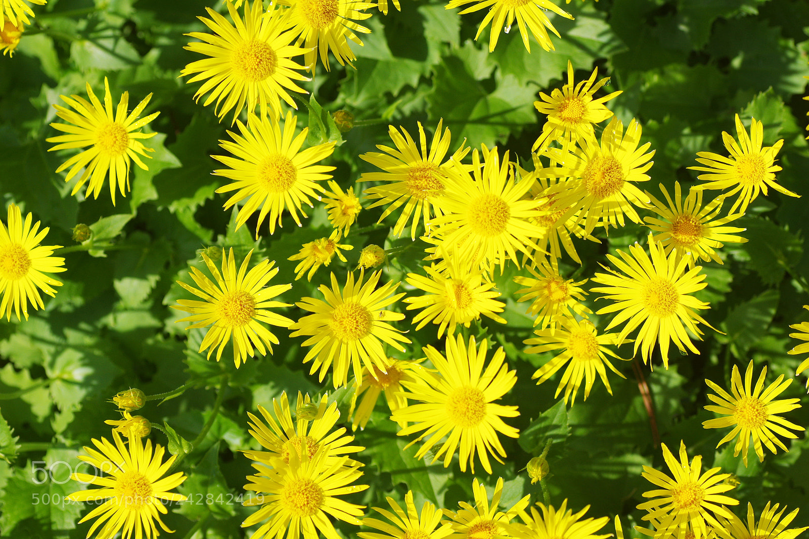 Pentax K-3 sample photo. Yellow photography