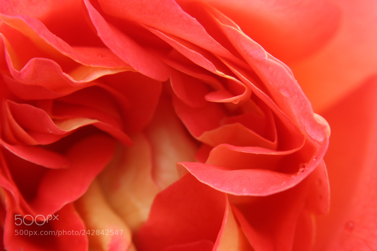 Canon EF-S 18-55mm F3.5-5.6 II sample photo. Rose petals shot at photography
