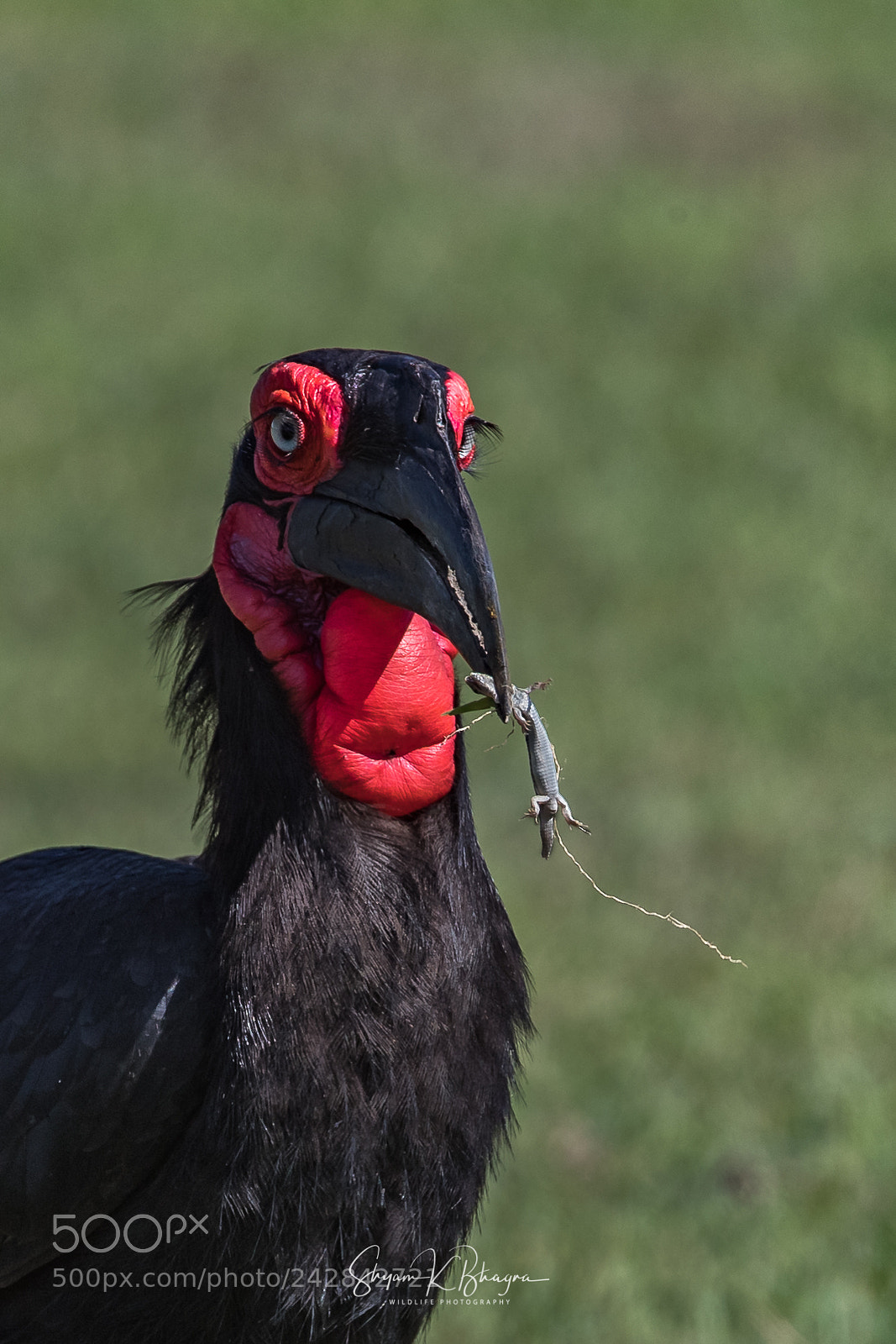 Canon EOS-1D X Mark II sample photo. Ground hornbill photography