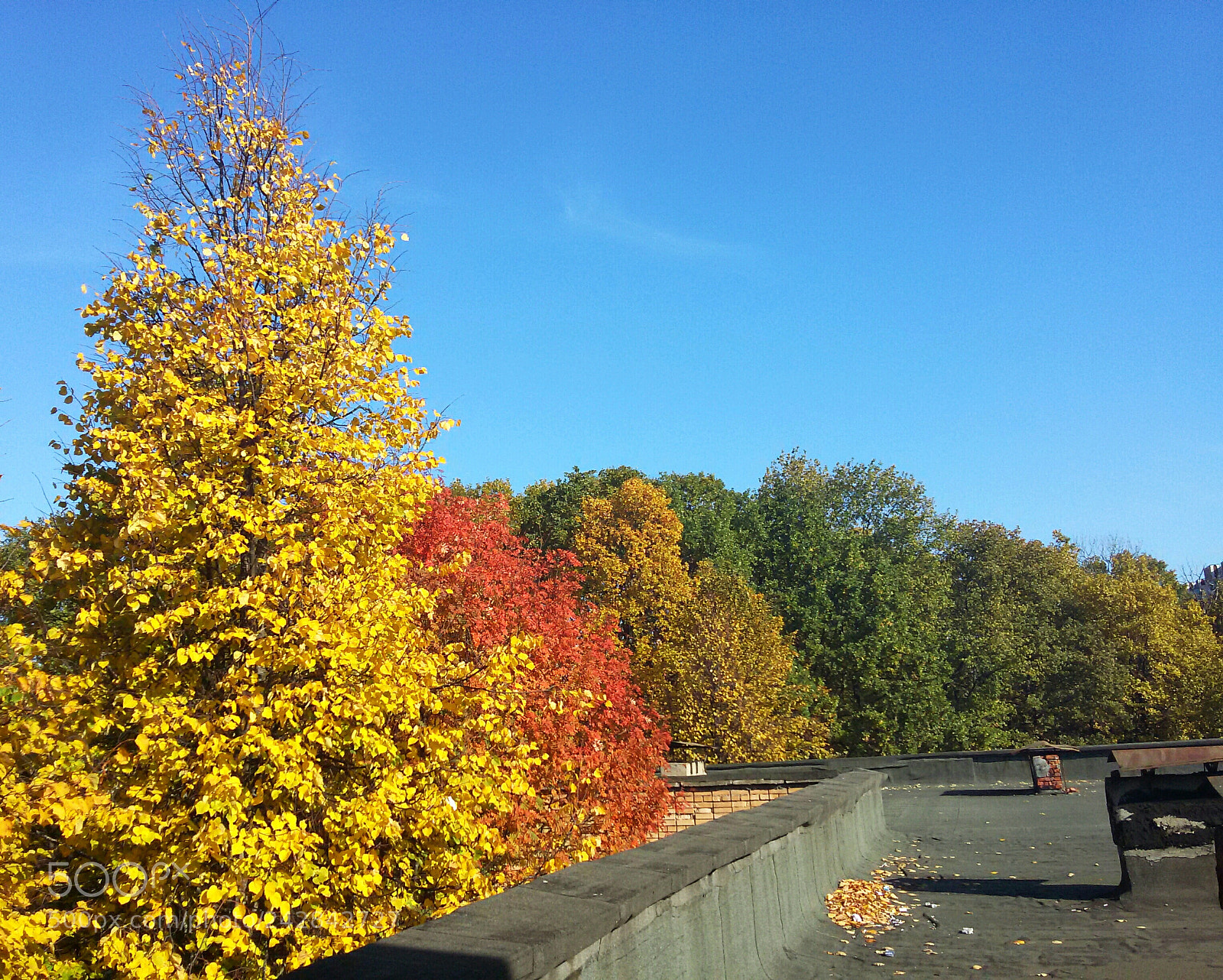 Samsung Galaxy S5 Mini sample photo. Autumn's colors photography