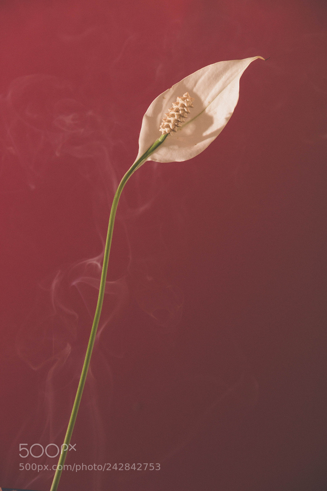 Canon EOS 600D (Rebel EOS T3i / EOS Kiss X5) sample photo. Flower and smoke photography