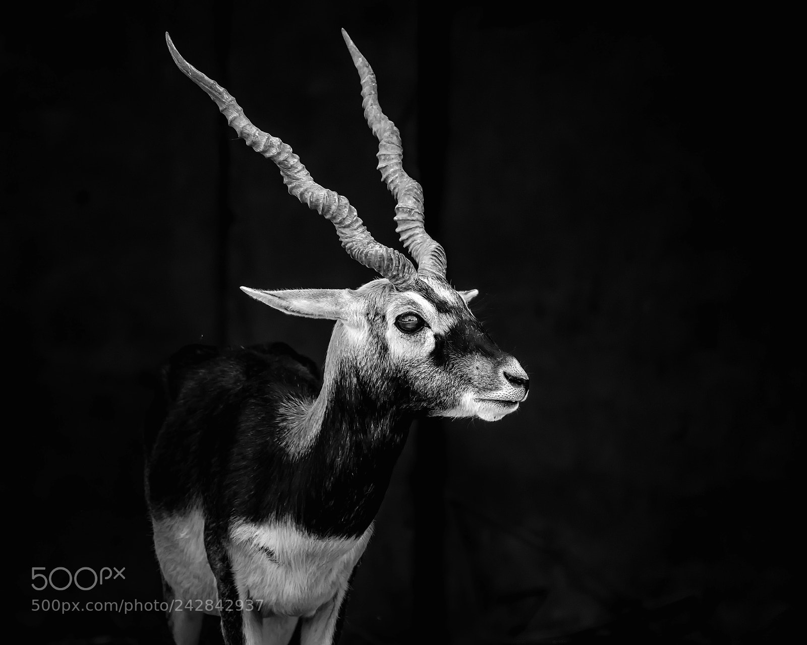 Nikon D7200 sample photo. Deer o dear photography
