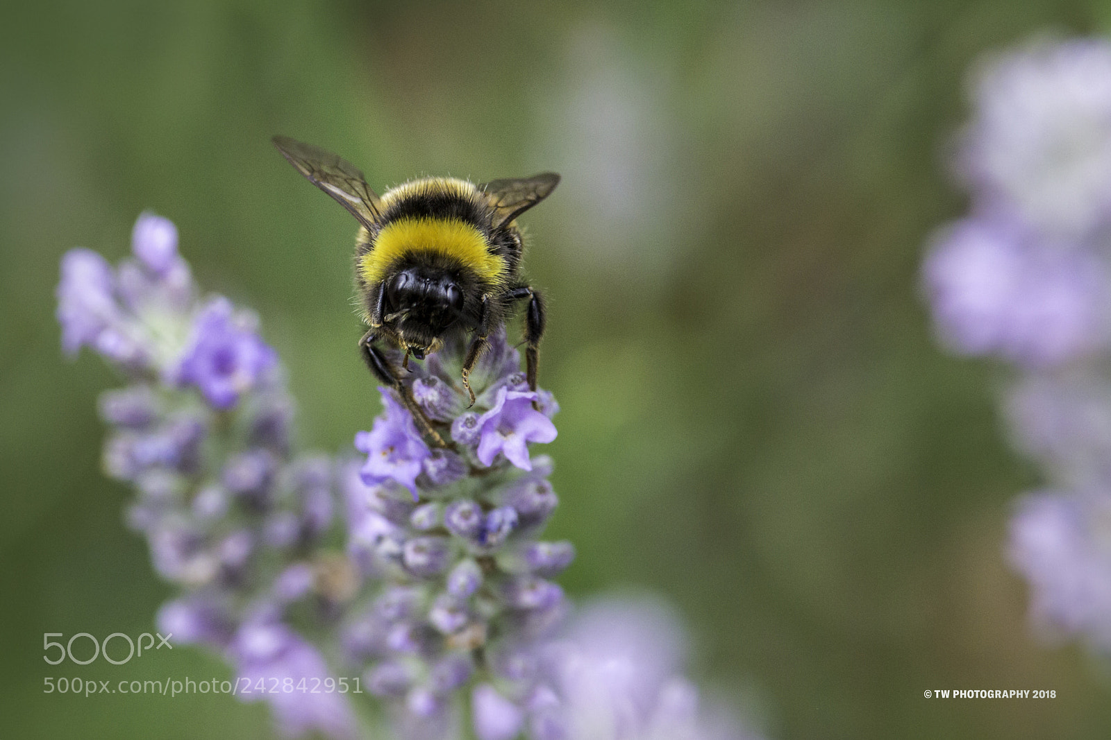 Canon EOS 100D (EOS Rebel SL1 / EOS Kiss X7) sample photo. The bee photography