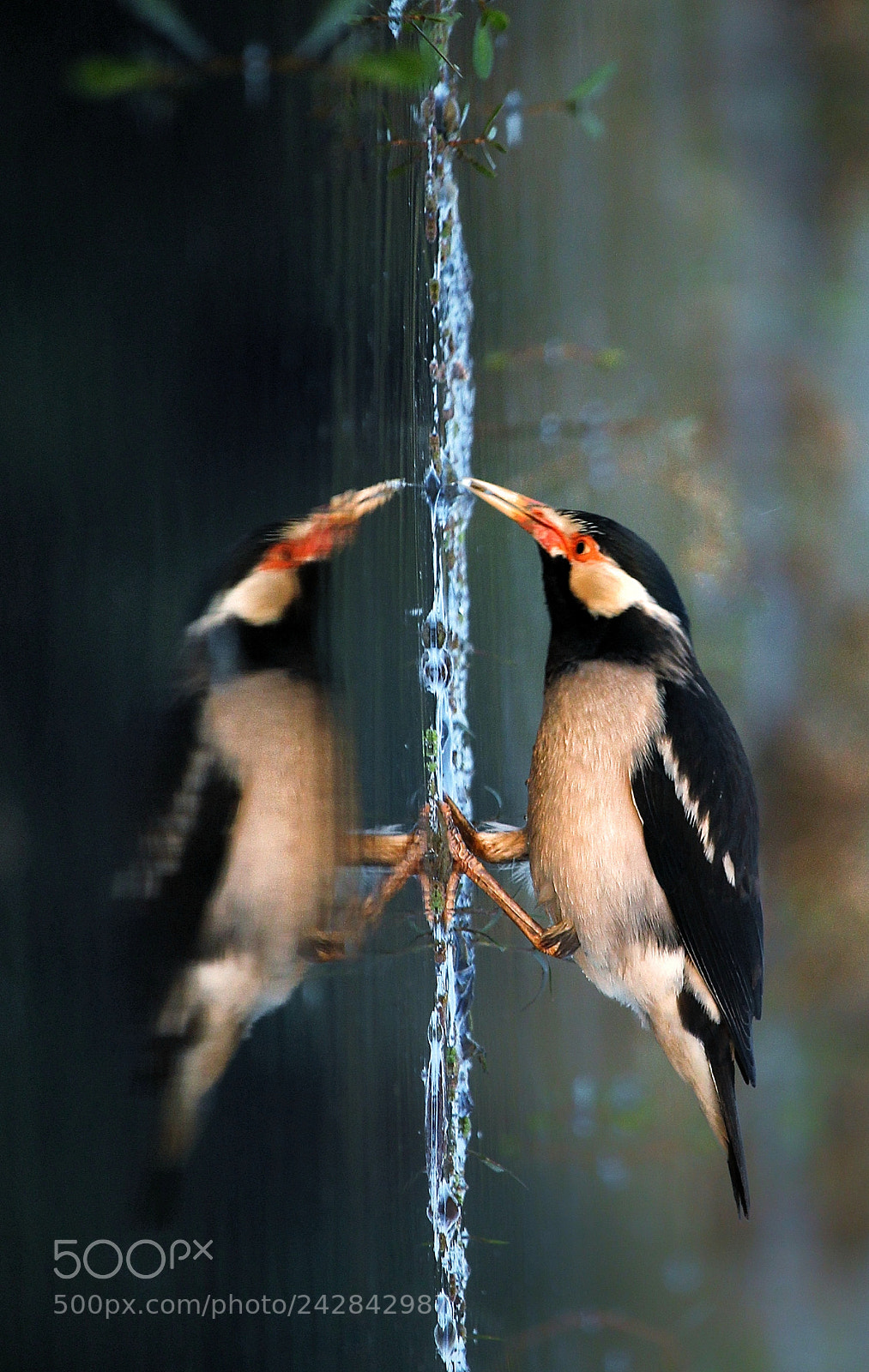 Canon EOS 60D sample photo. Reflection photography