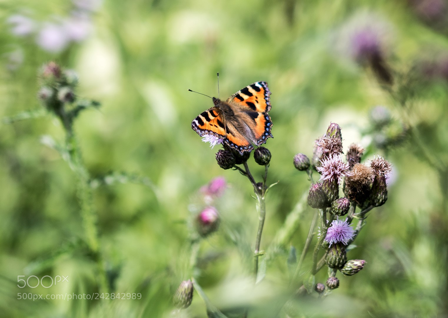 Canon EOS 7D Mark II sample photo. Aglais urticae photography
