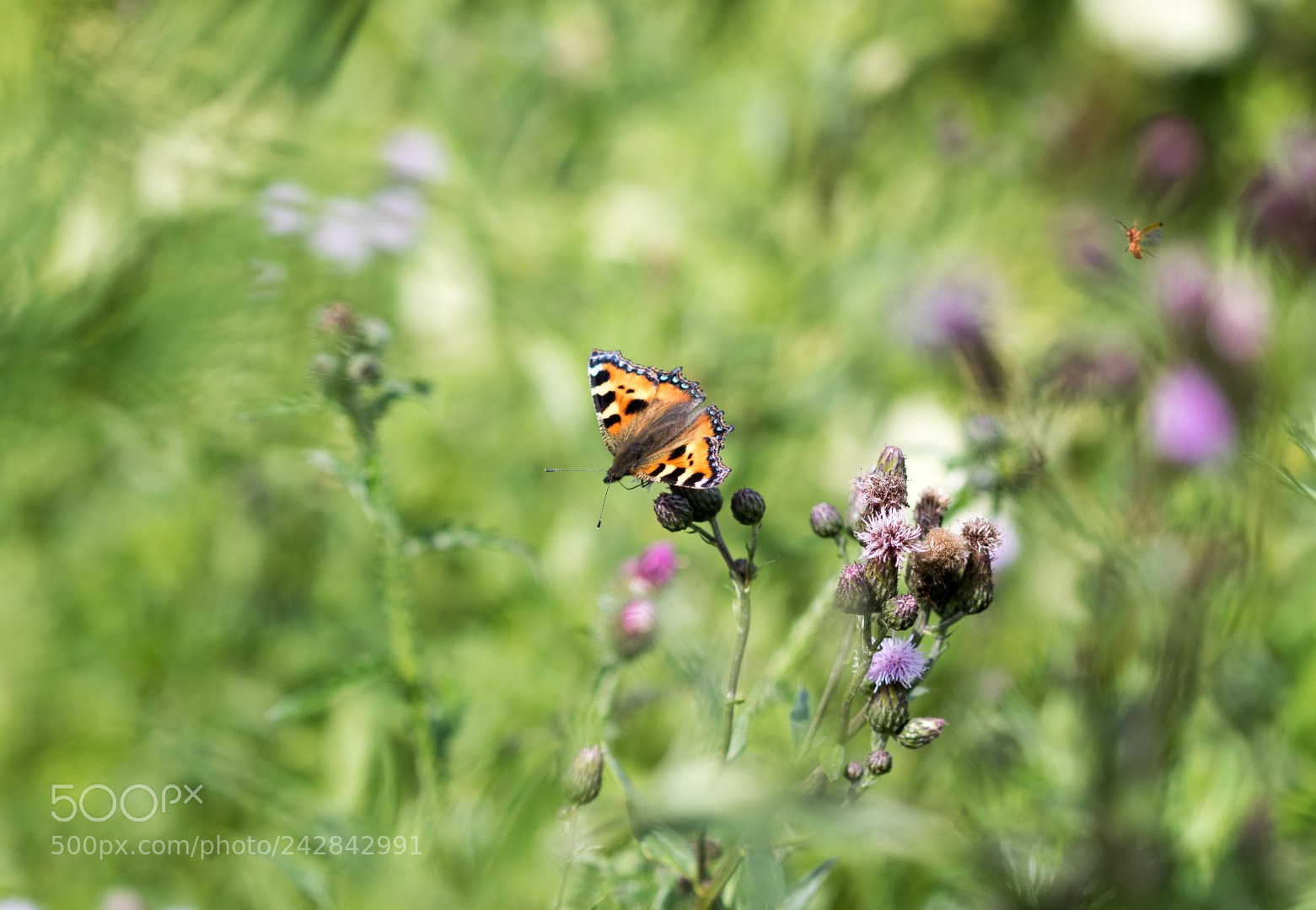 Canon EOS 7D Mark II sample photo. Aglais urticae photography