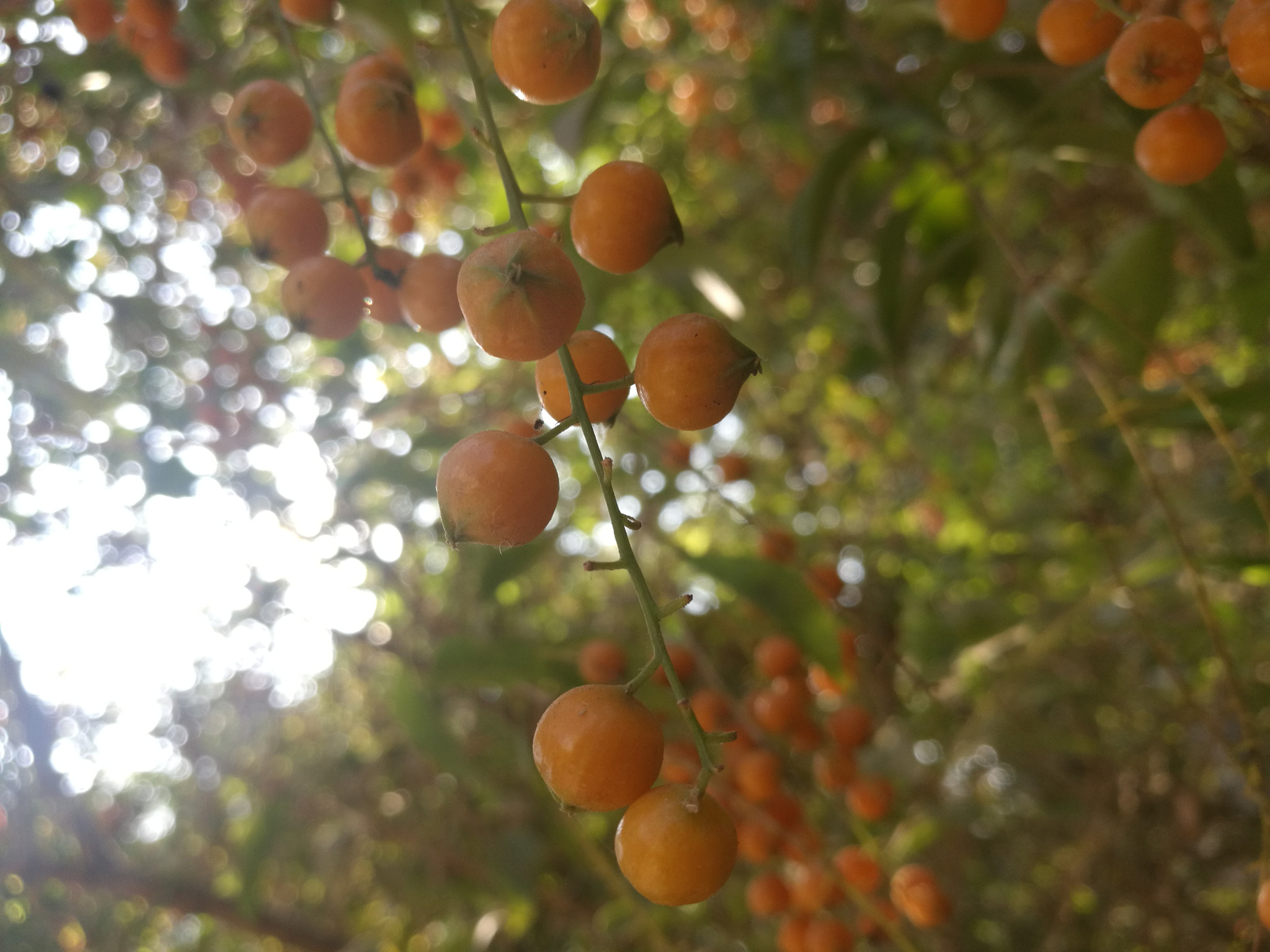 HUAWEI FRD-L02 sample photo. Cof photography