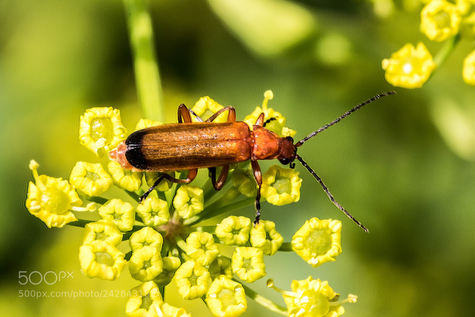 Canon EOS 7D Mark II sample photo. Brown beetle photography