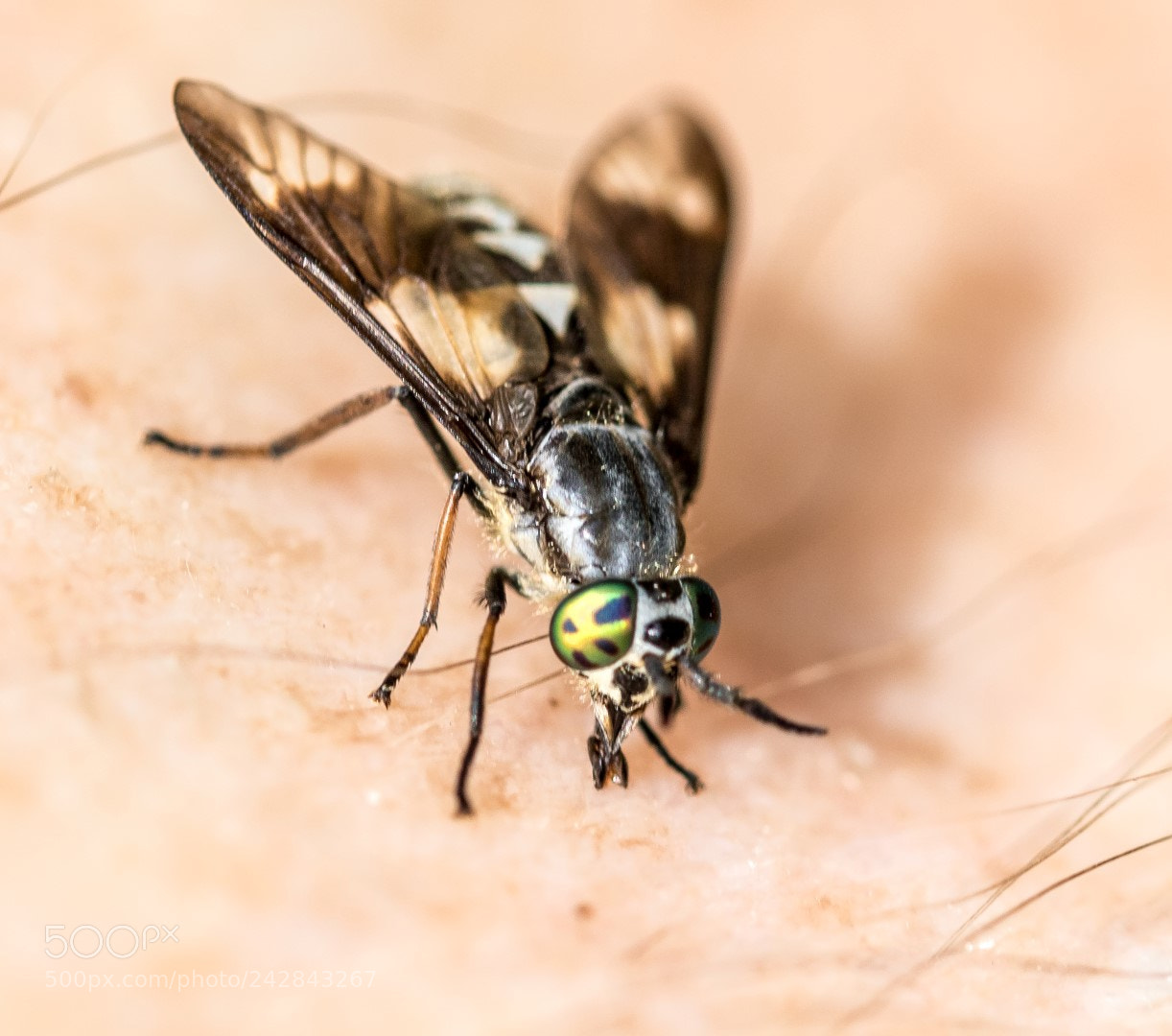Canon EOS 7D Mark II sample photo. Chrysops relictus photography