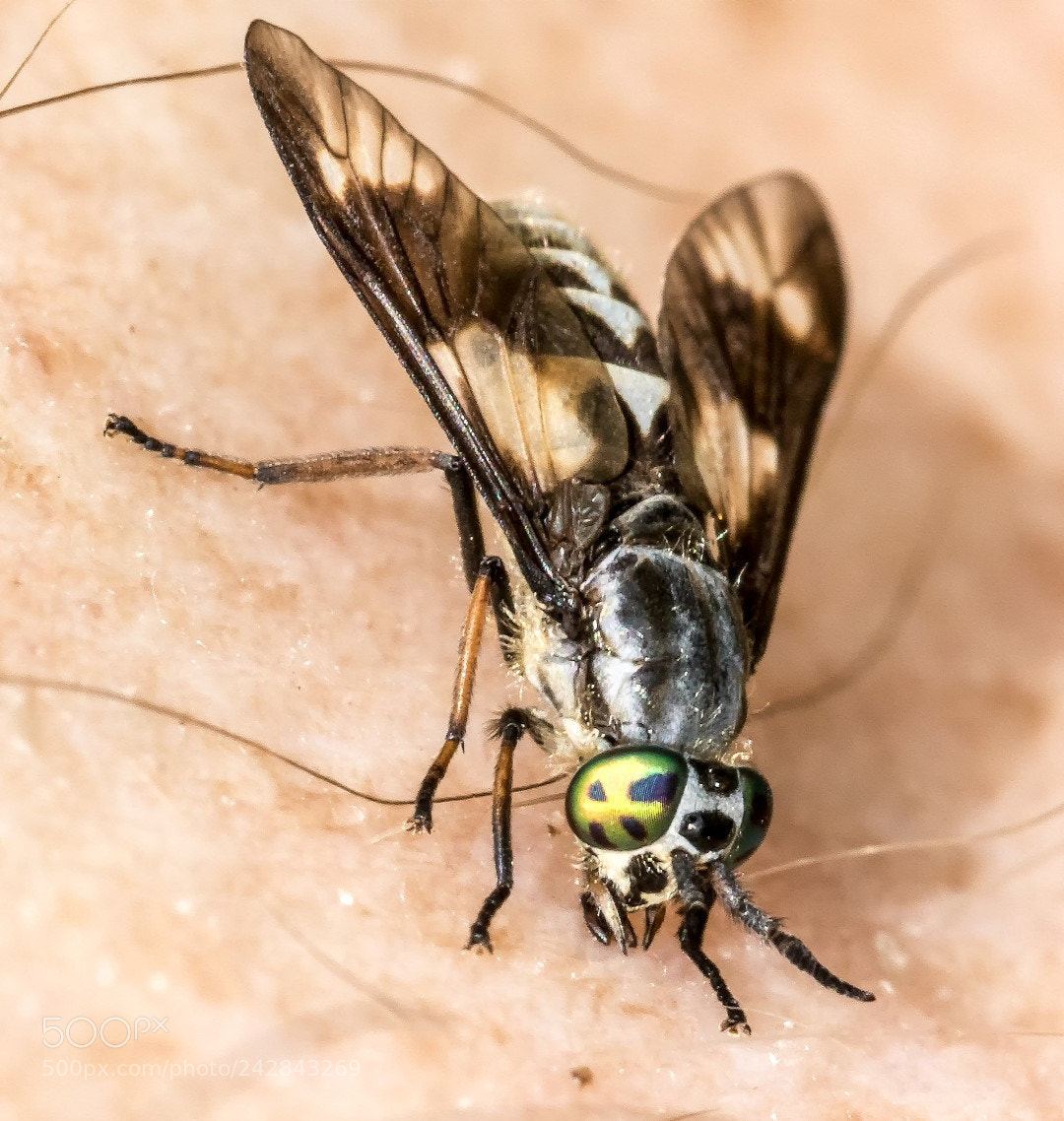 Canon EOS 7D Mark II sample photo. Chrysops relictus photography