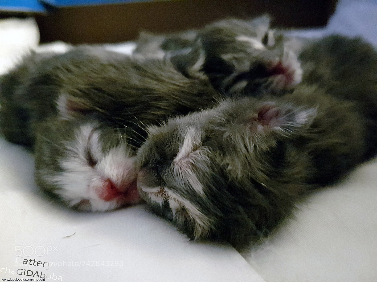 Samsung Galaxy S7 Edge sample photo. Chagidabuba maine coon cattery photography
