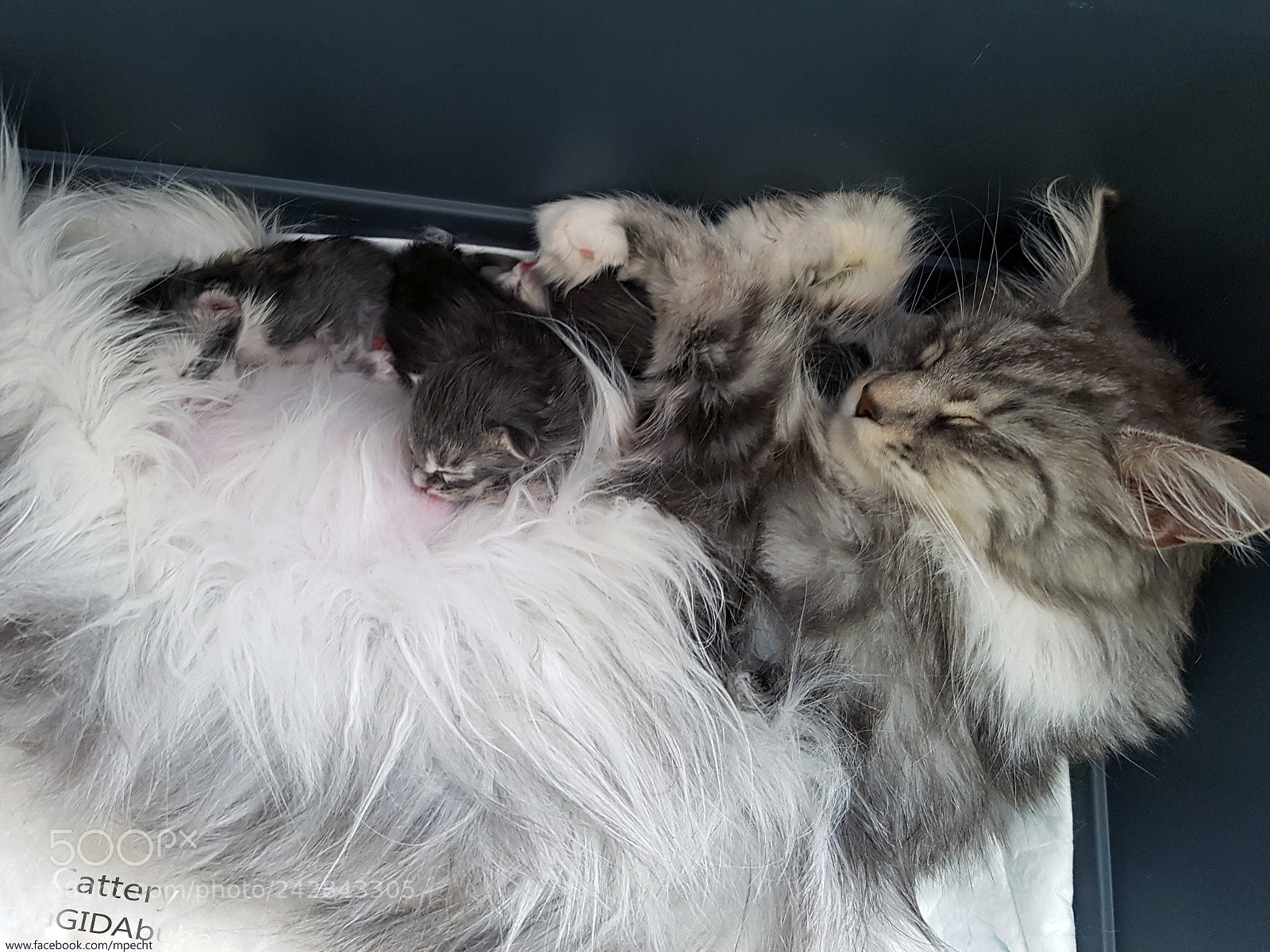 Samsung Galaxy S7 Edge sample photo. Chagidabuba maine coon cattery photography