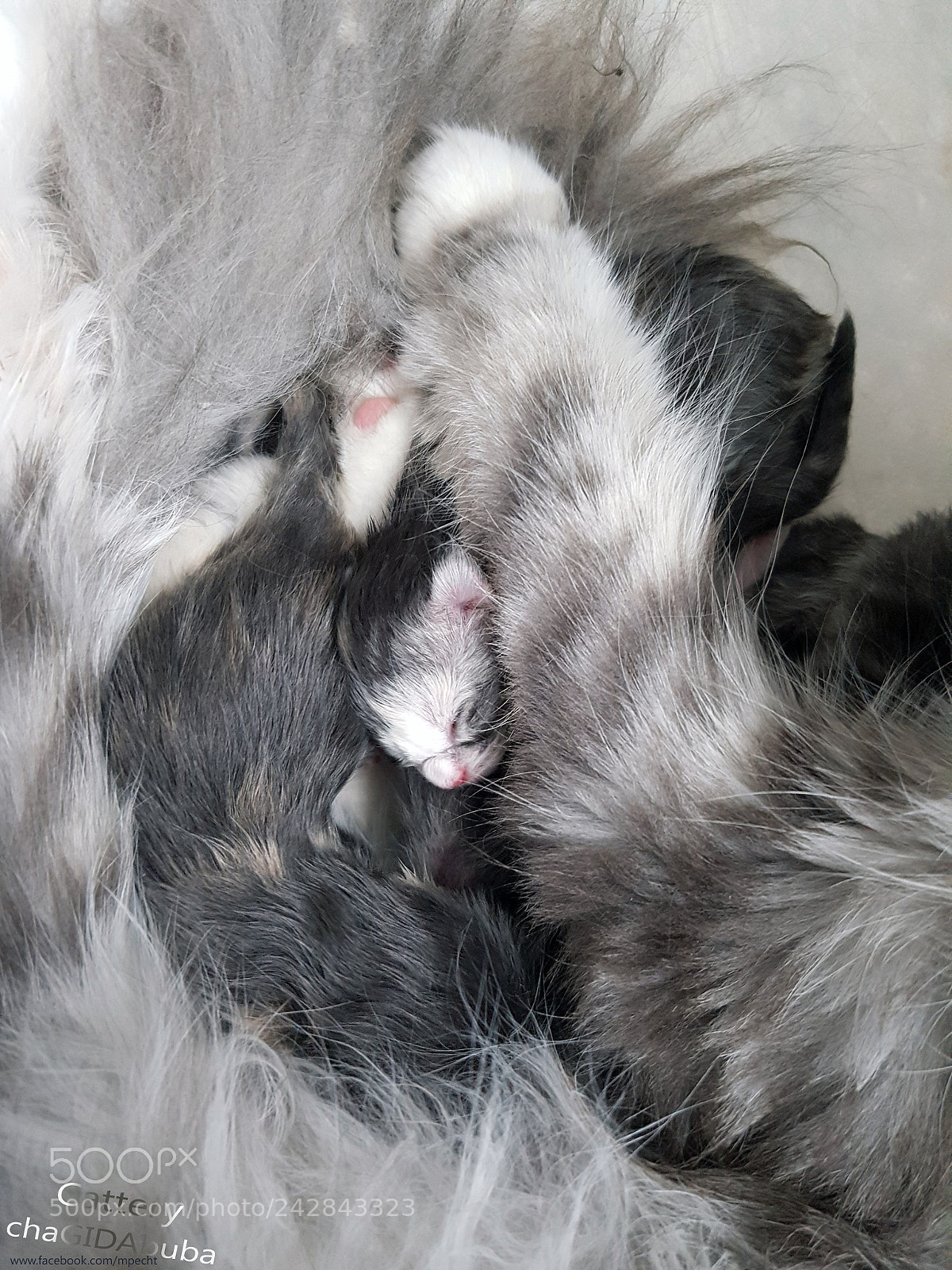 Samsung Galaxy S7 Edge sample photo. Chagidabuba maine coon cattery photography