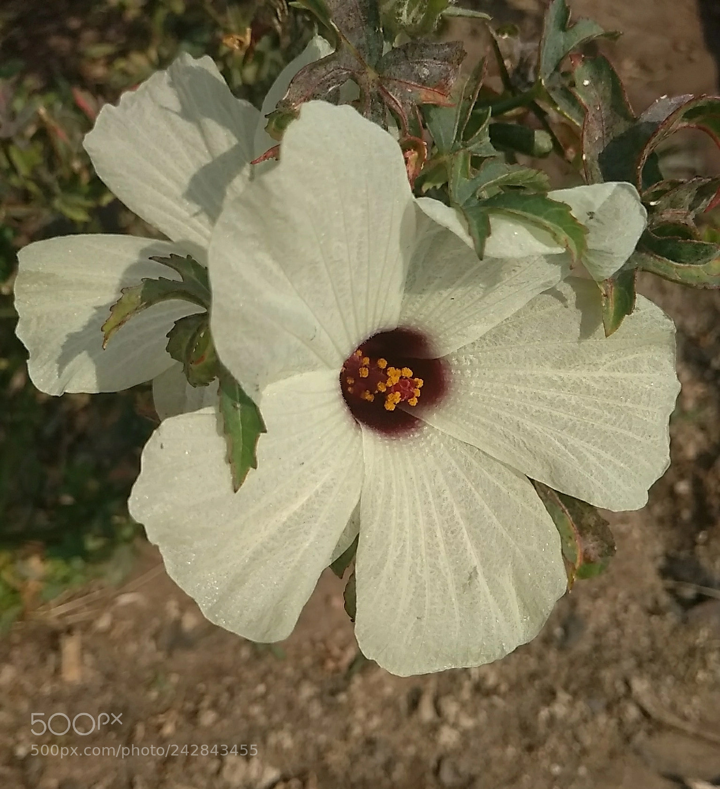 Xiaomi Redmi 4A sample photo. Untitled photography