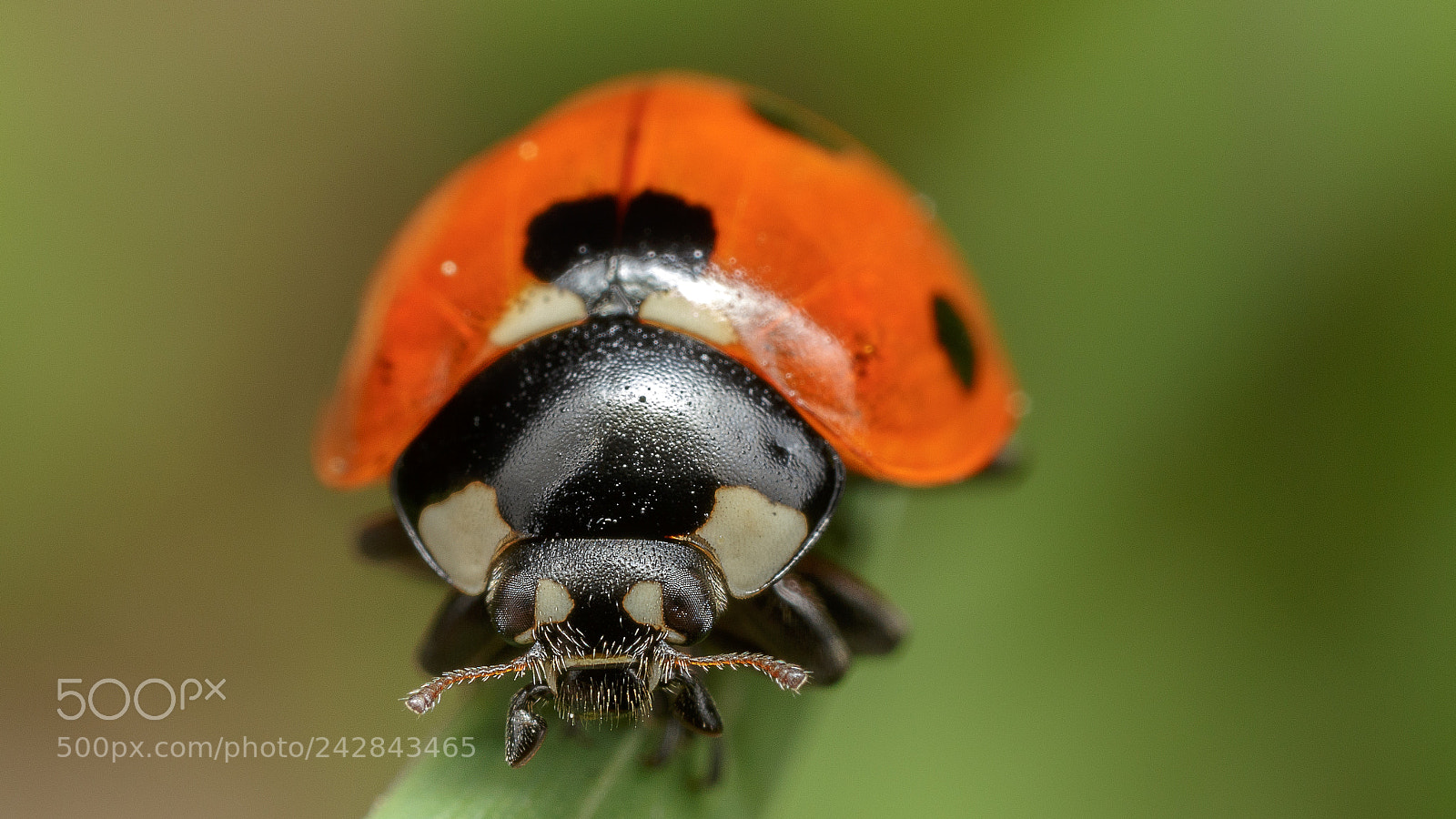 Canon EOS 6D sample photo. Coccinelle / lady beetle / coccinellidae photography