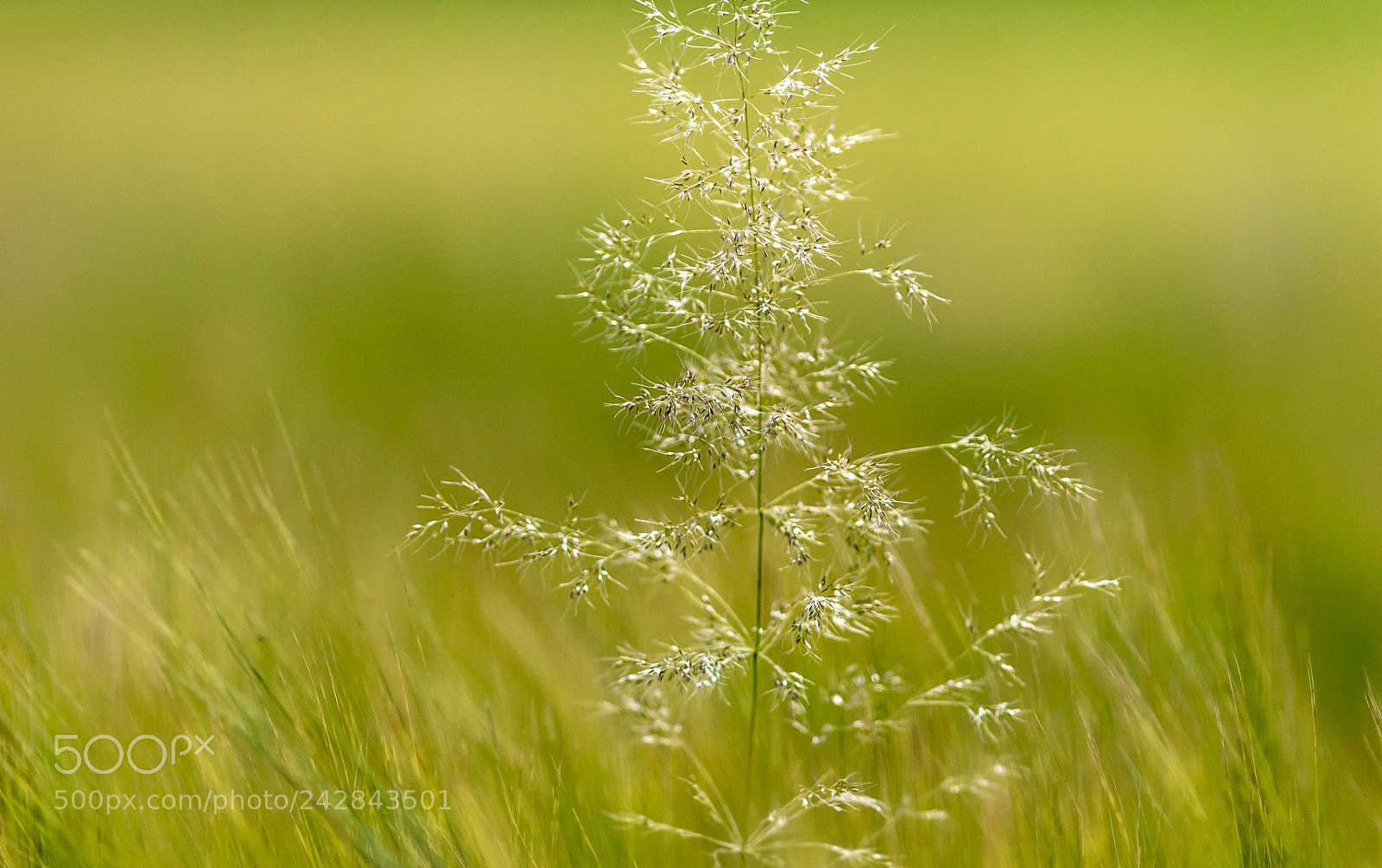 Canon EOS 7D Mark II sample photo. The green green grass photography