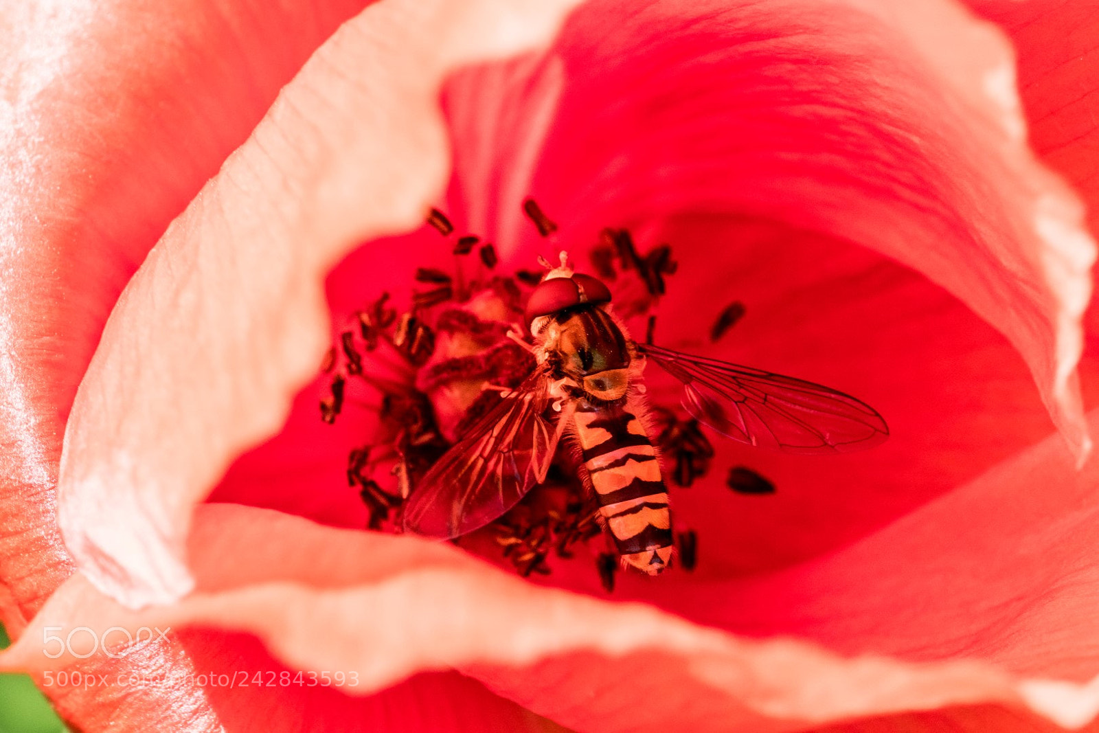 Canon EOS 7D Mark II sample photo. Poppycoloured hoverfly photography
