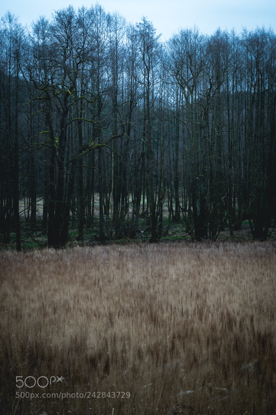 Sony ILCA-77M2 sample photo. Schlaubetal/brandenburg photography