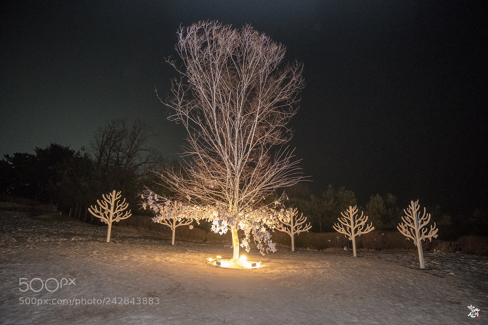 Fujifilm X-T2 sample photo. Wish tree photography