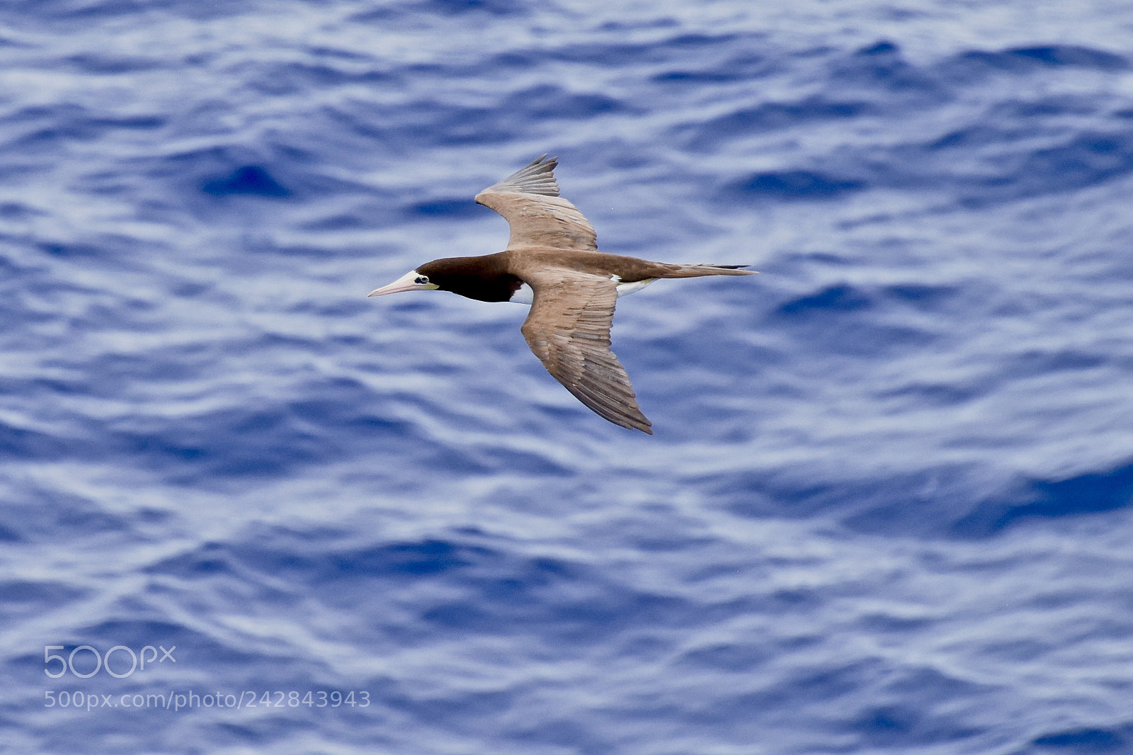 Nikon D810 sample photo. Soaring photography