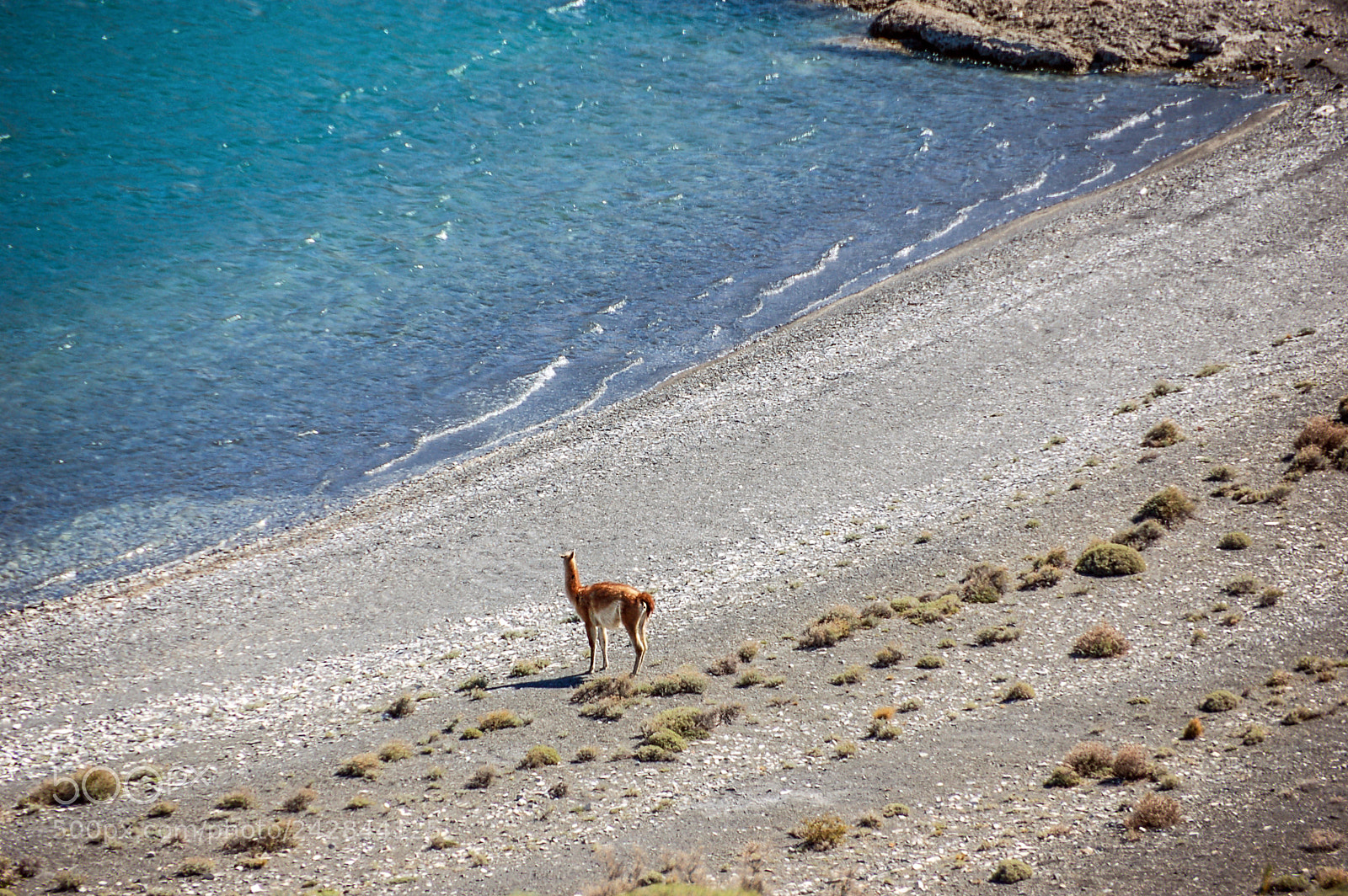 Nikon D50 sample photo. Guanaco in his habitat... photography