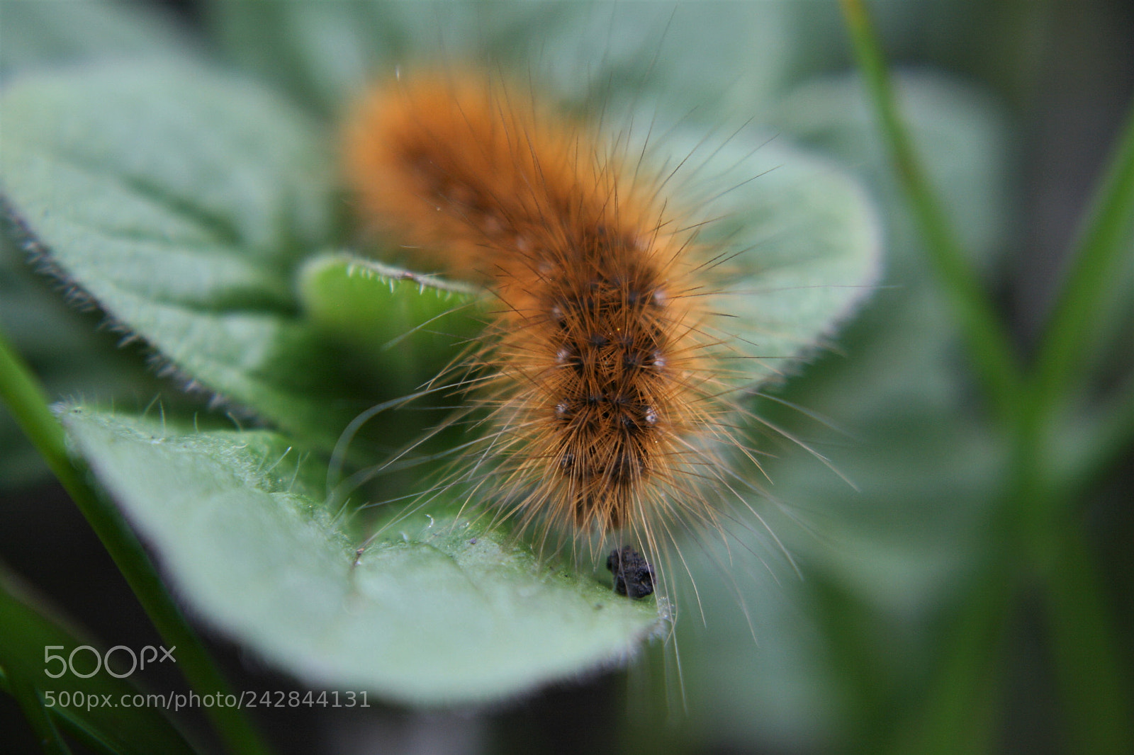 Canon EOS 400D (EOS Digital Rebel XTi / EOS Kiss Digital X) sample photo. Fluffy baby butterfly. photography