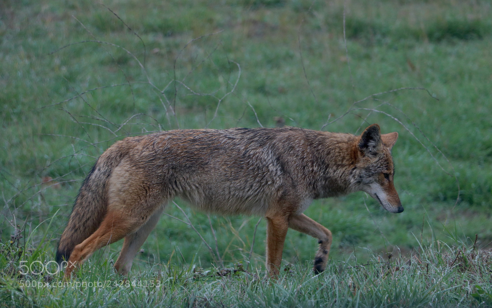 Canon EOS 80D sample photo. Portrait of a coyote photography