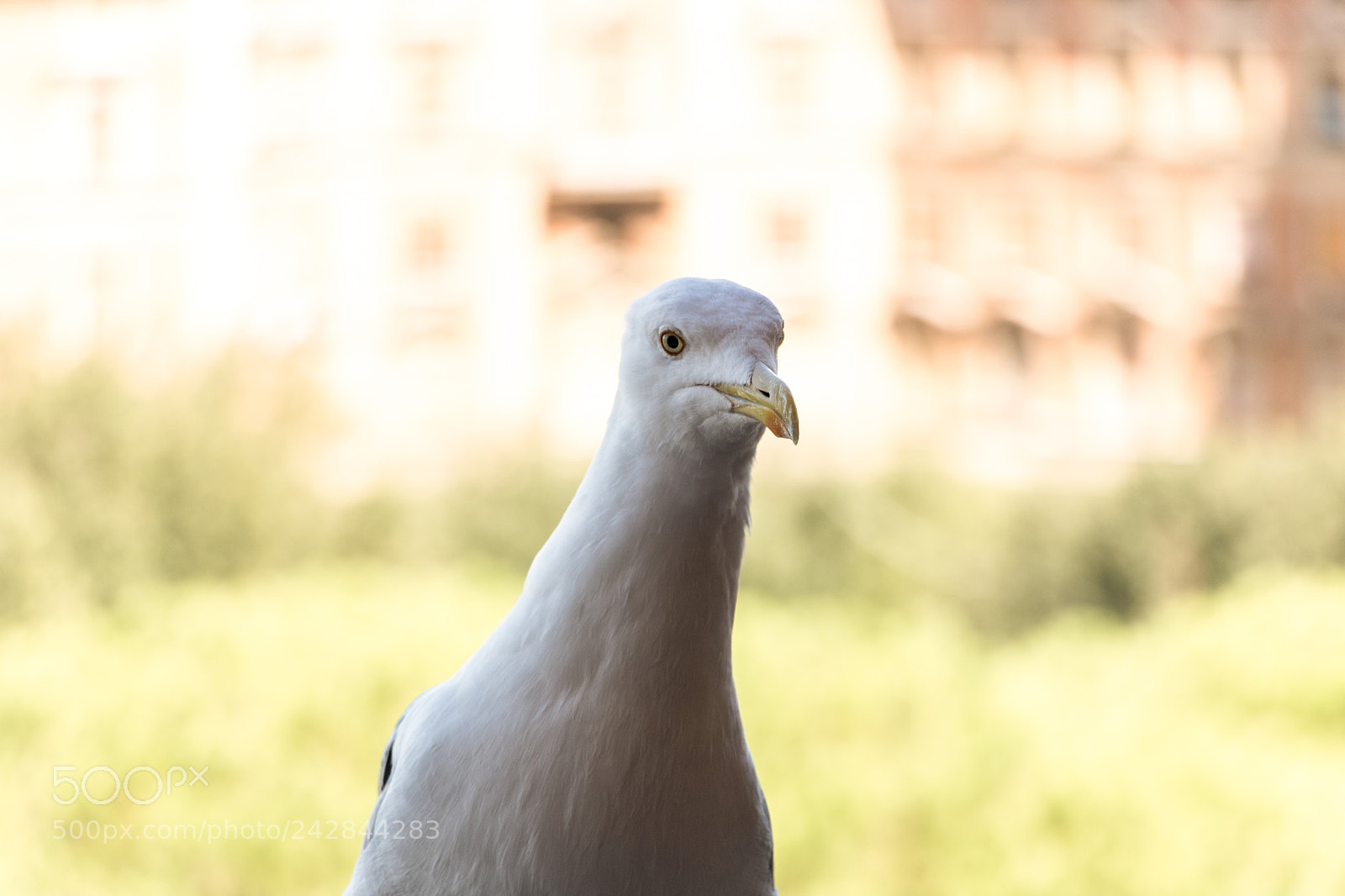Canon EOS 750D (EOS Rebel T6i / EOS Kiss X8i) sample photo. The curious one photography