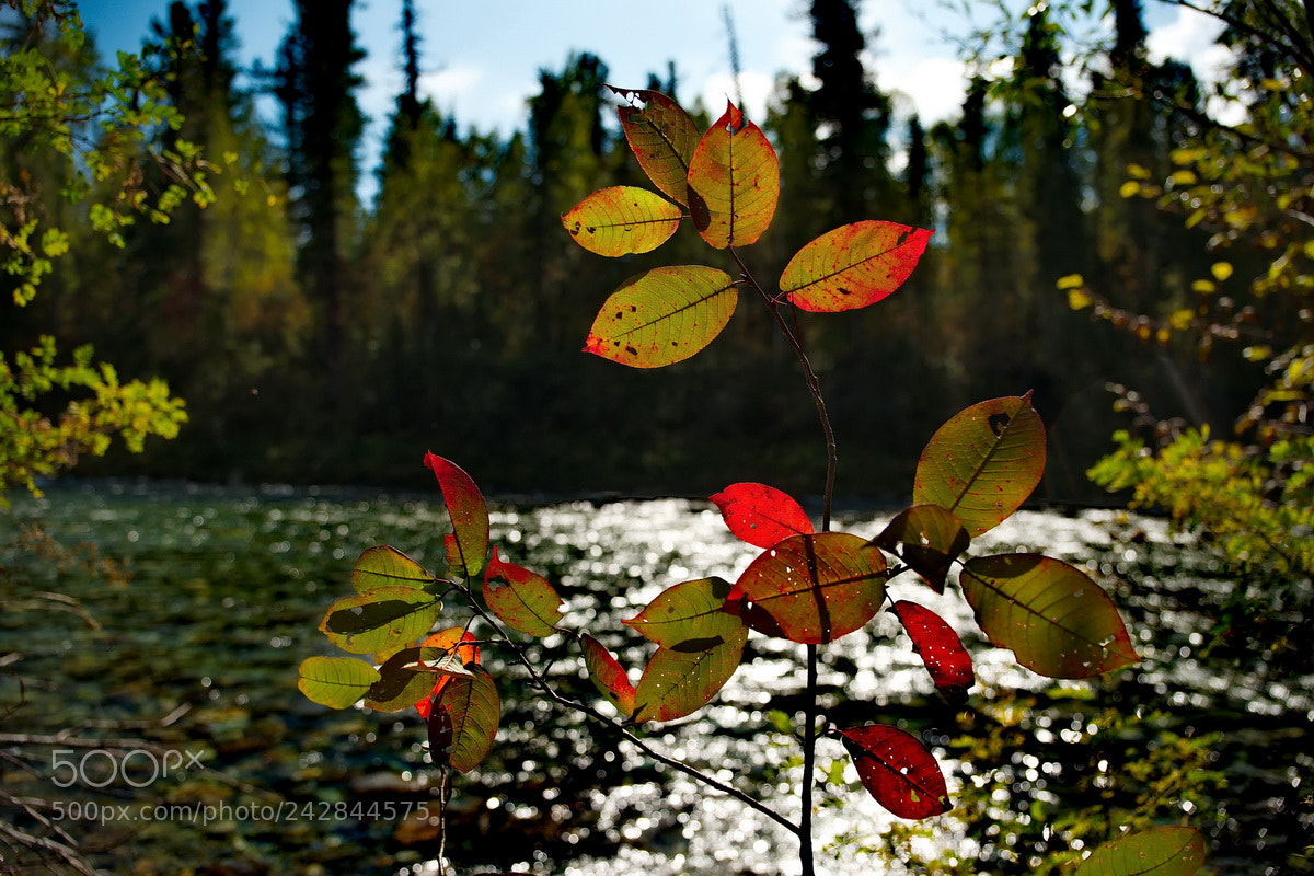 Fujifilm X-T1 sample photo. Россия. Западные Саяны photography
