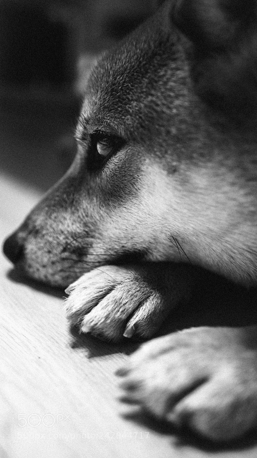 Sony a7R III sample photo. Resting doge photography