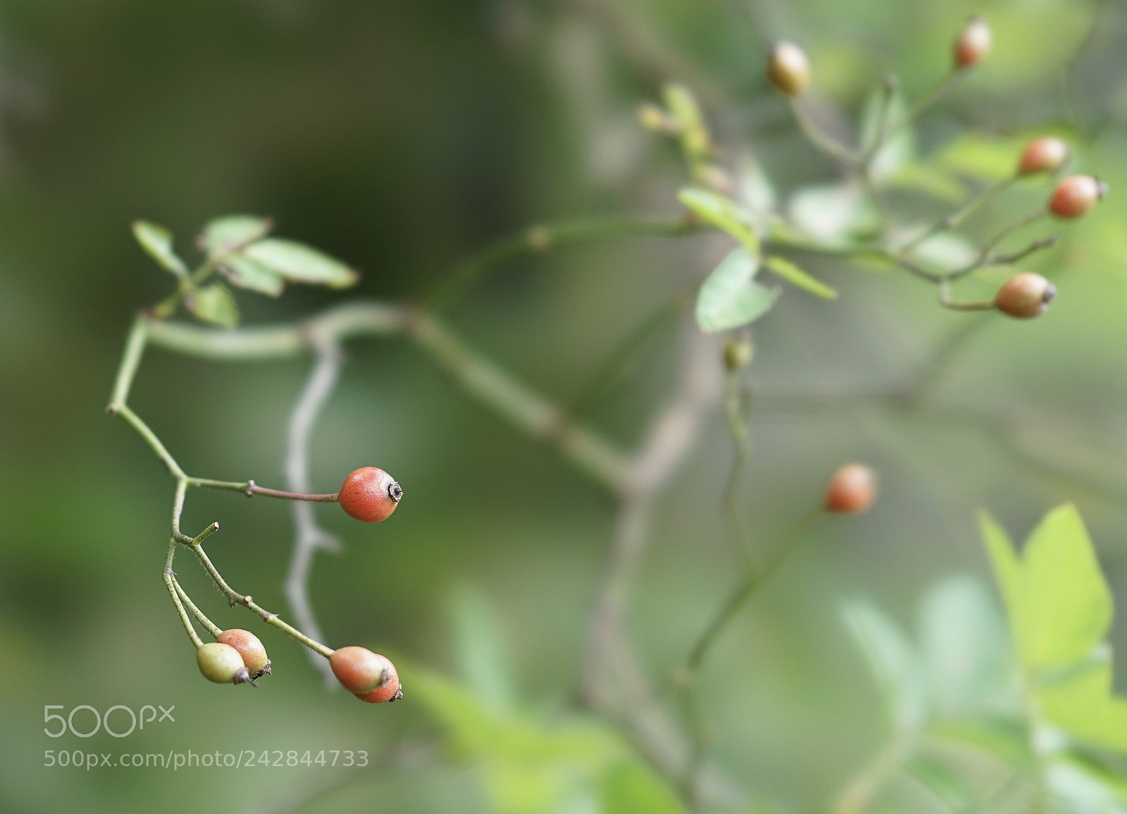 Sony a7 II sample photo. Rose hip photography