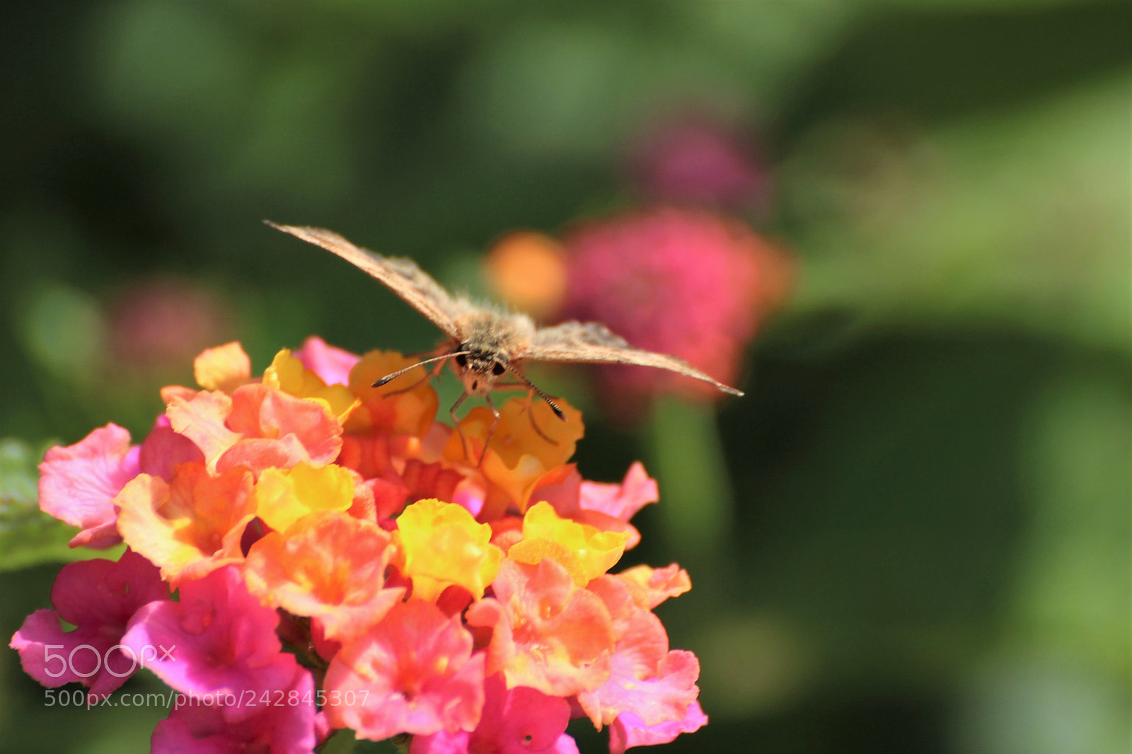 Canon EOS 650D (EOS Rebel T4i / EOS Kiss X6i) sample photo. Moth in the garden. photography